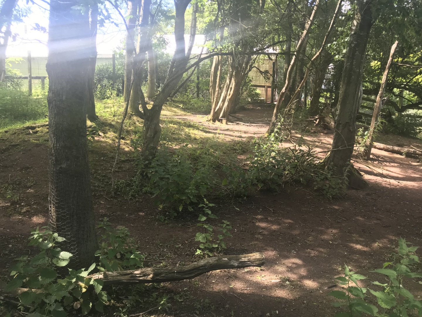 Capybara & emu enclosure