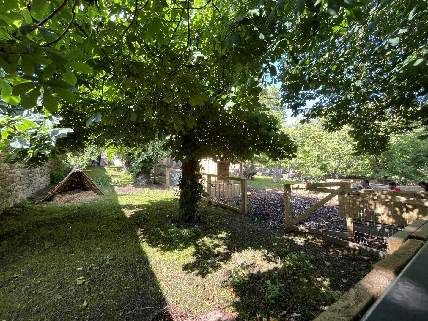 Capybara enclosure 0.5 22.6.25