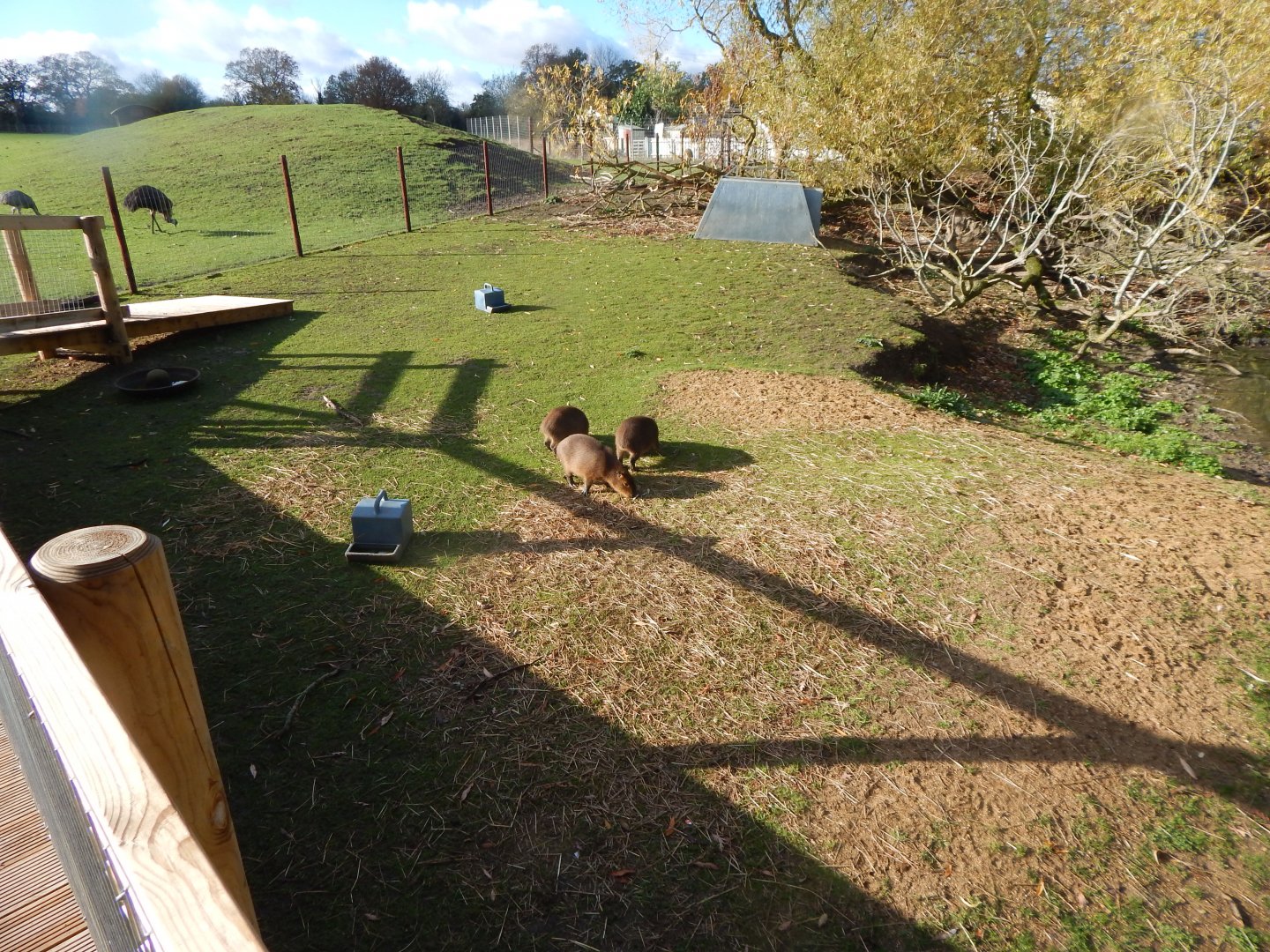 Capybara enclosure 021125