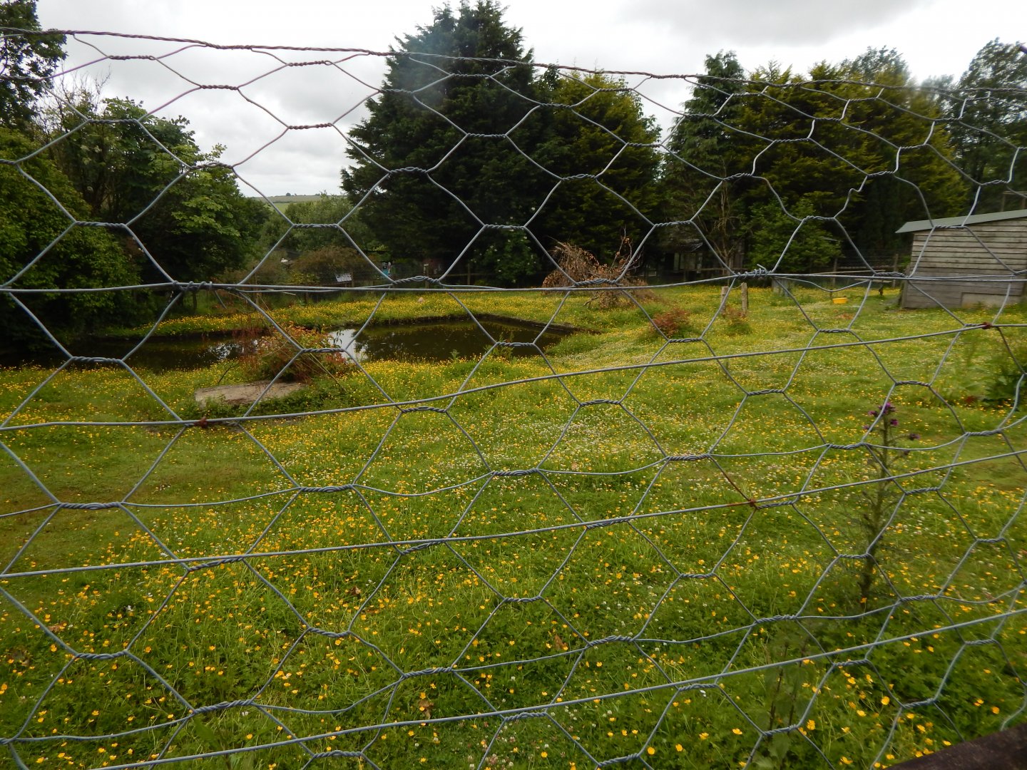 Capybara enclosure 050625