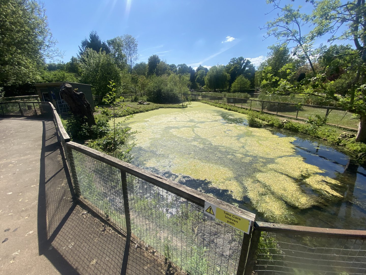 Capybara enclosure 090525
