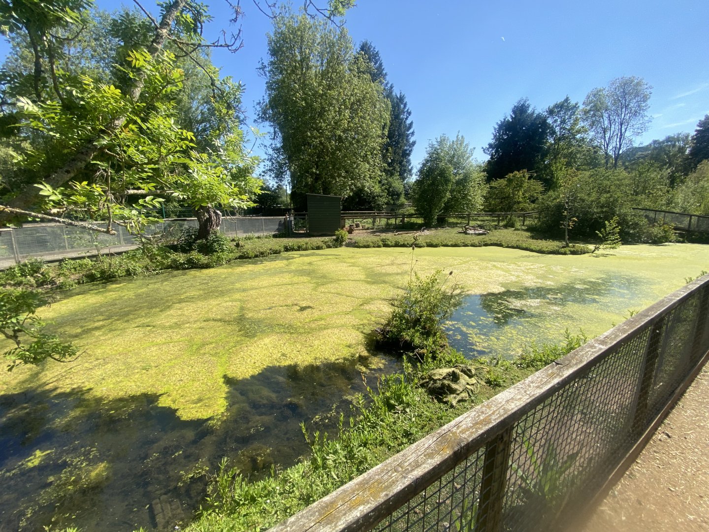 Capybara enclosure 090525