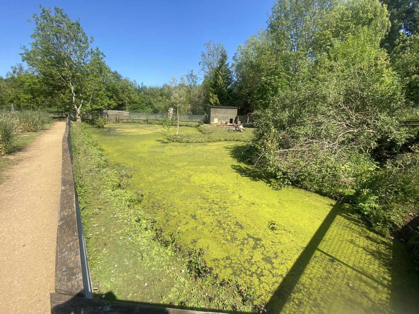 Capybara enclosure 090525