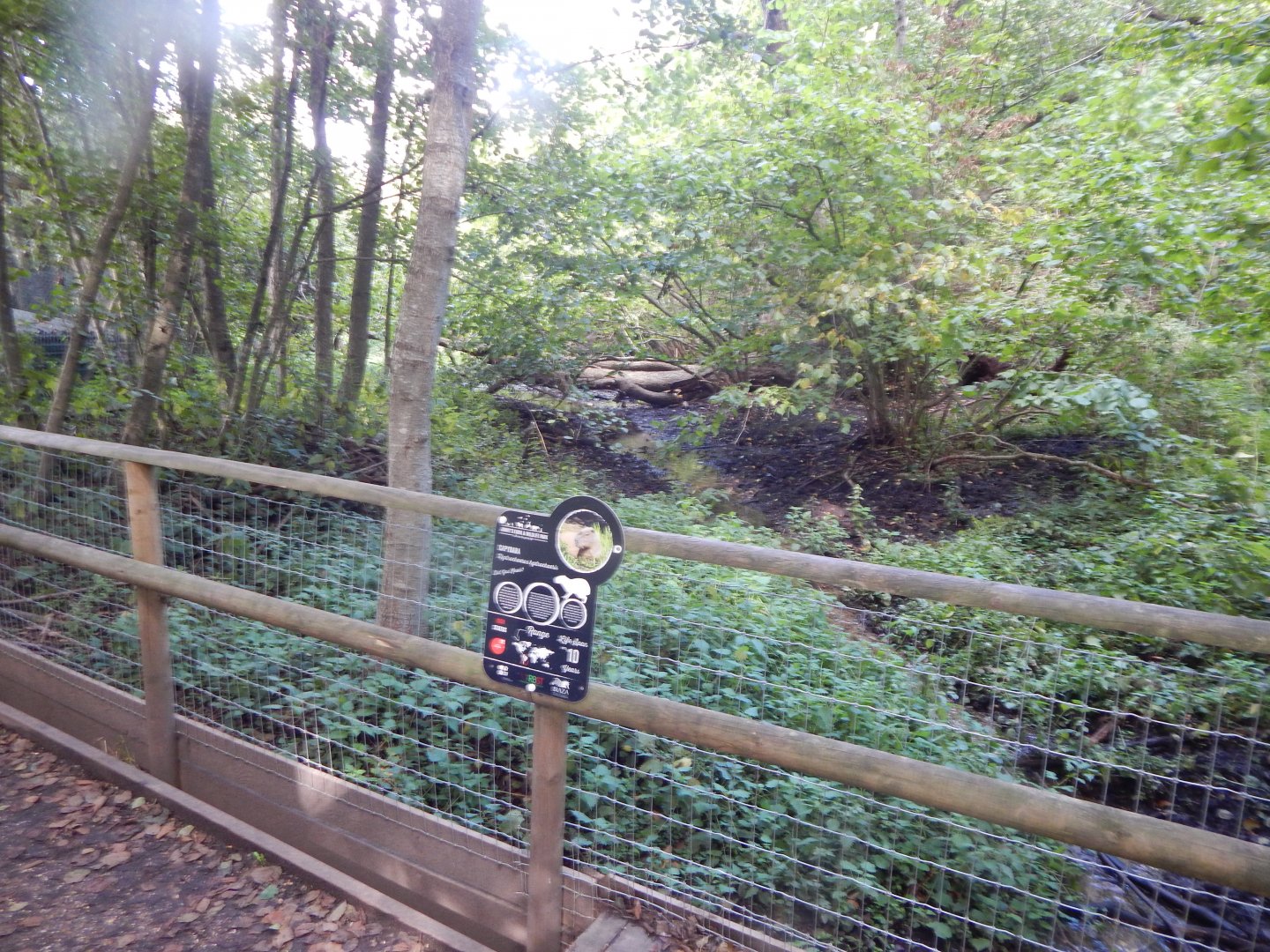 Capybara enclosure 130925