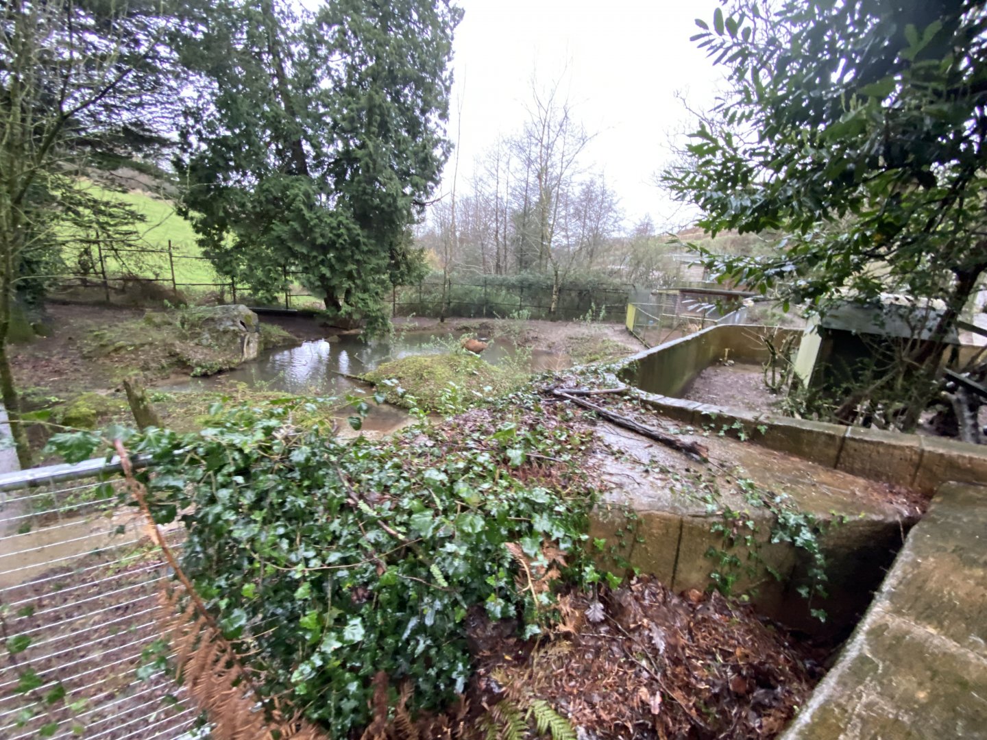 Capybara enclosure 170224