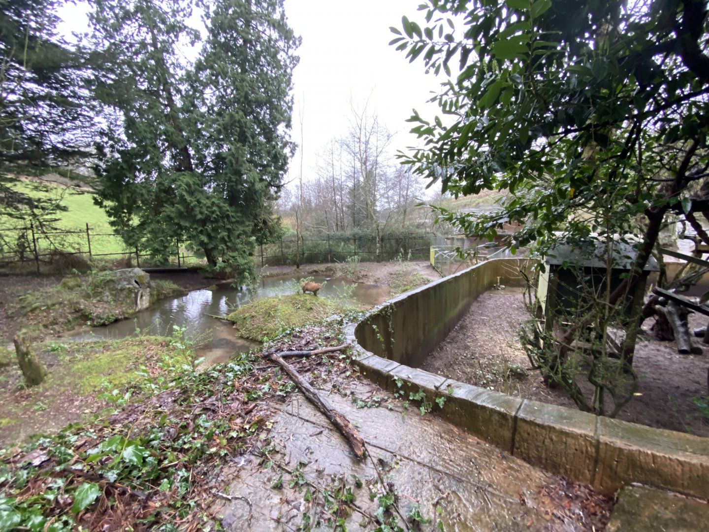 Capybara enclosure 170224
