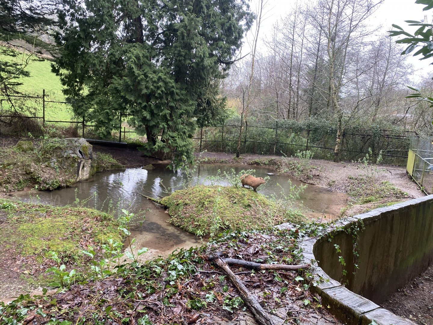 Capybara enclosure 170224