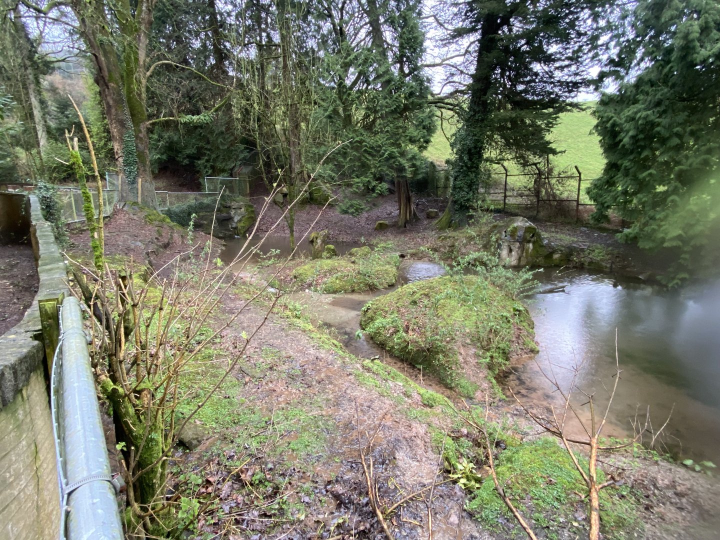 Capybara enclosure 170224