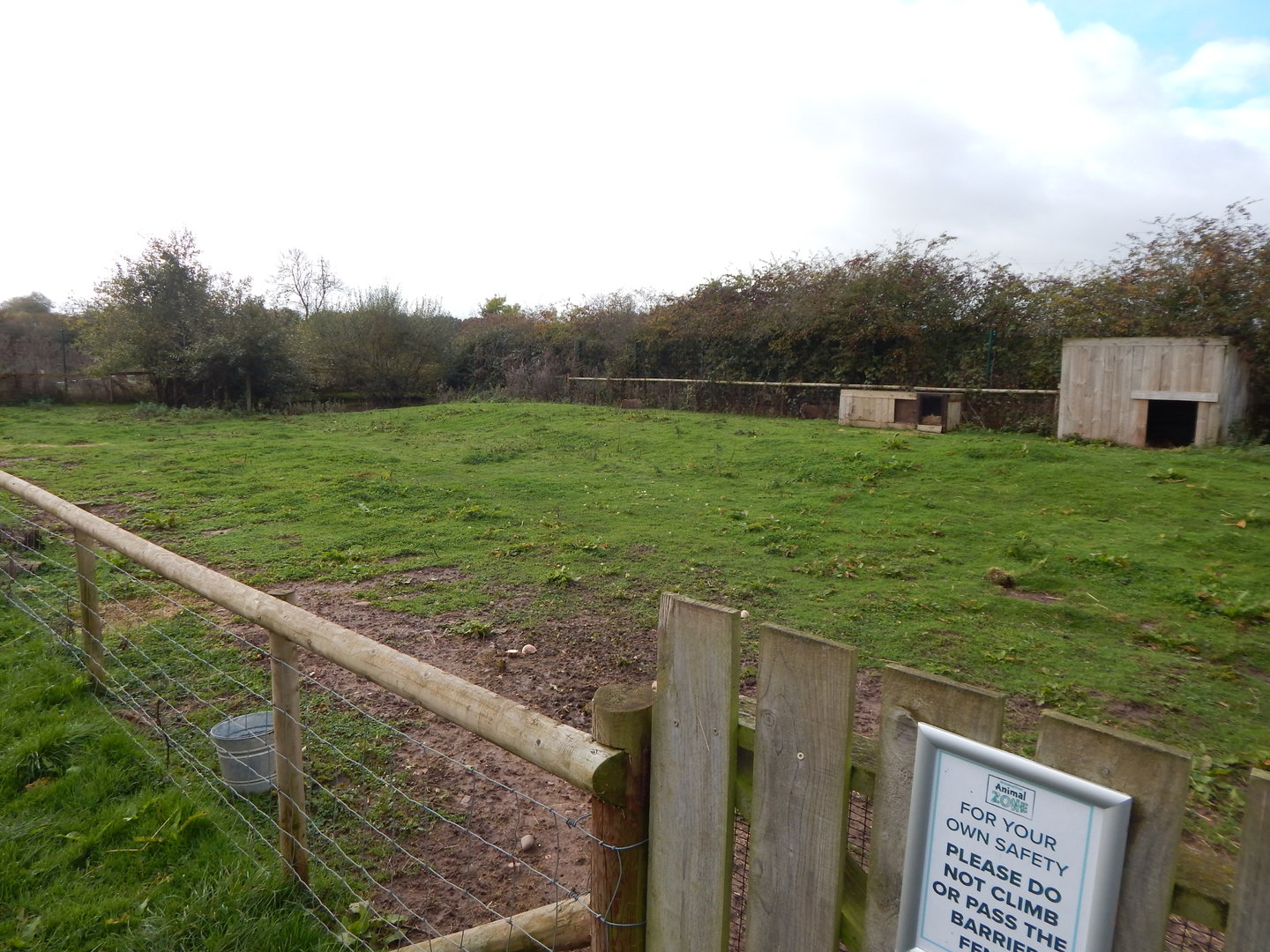 Capybara enclosure 231022