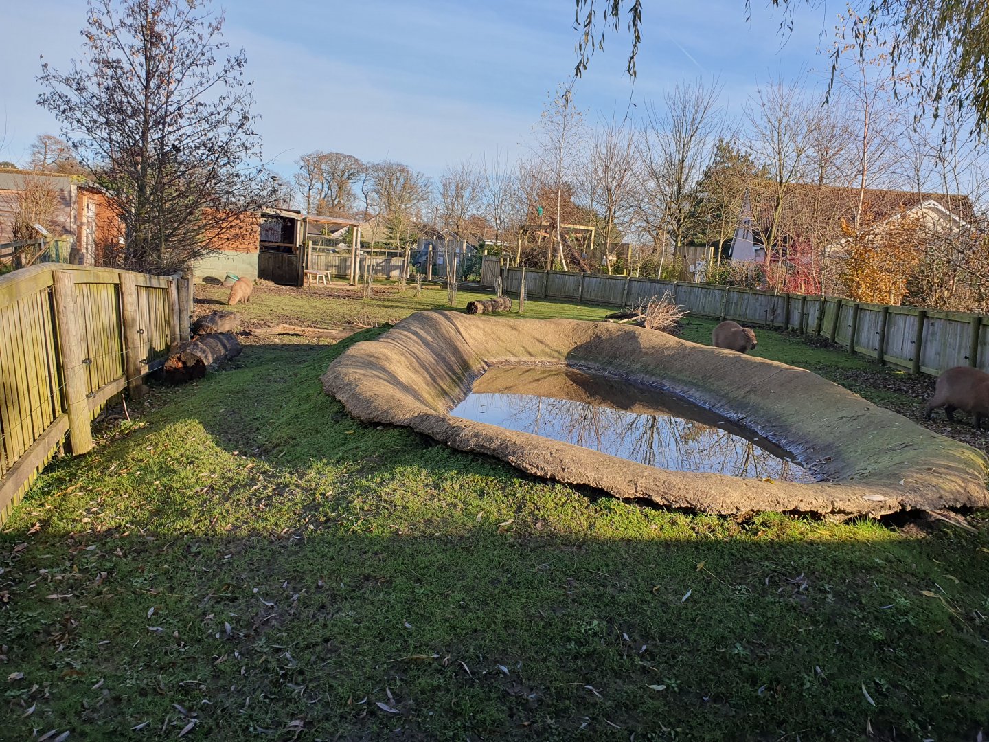 Capybara enclosure 25/11/23