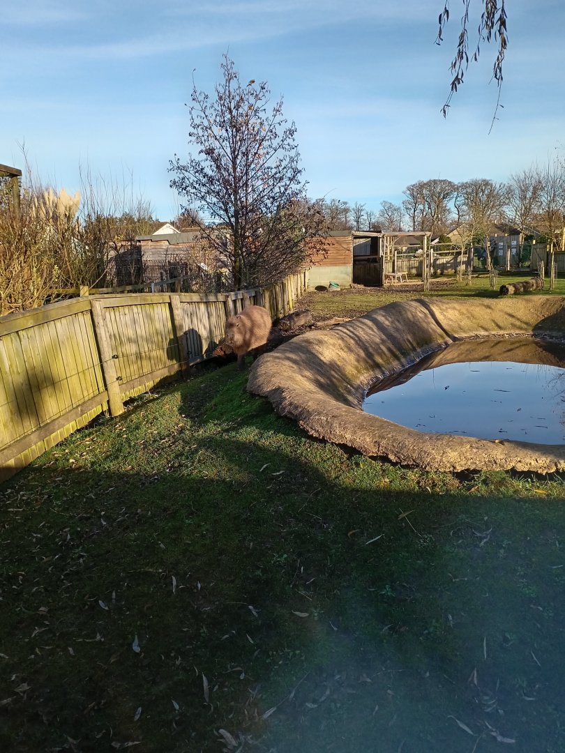 Capybara enclosure 25/11/23