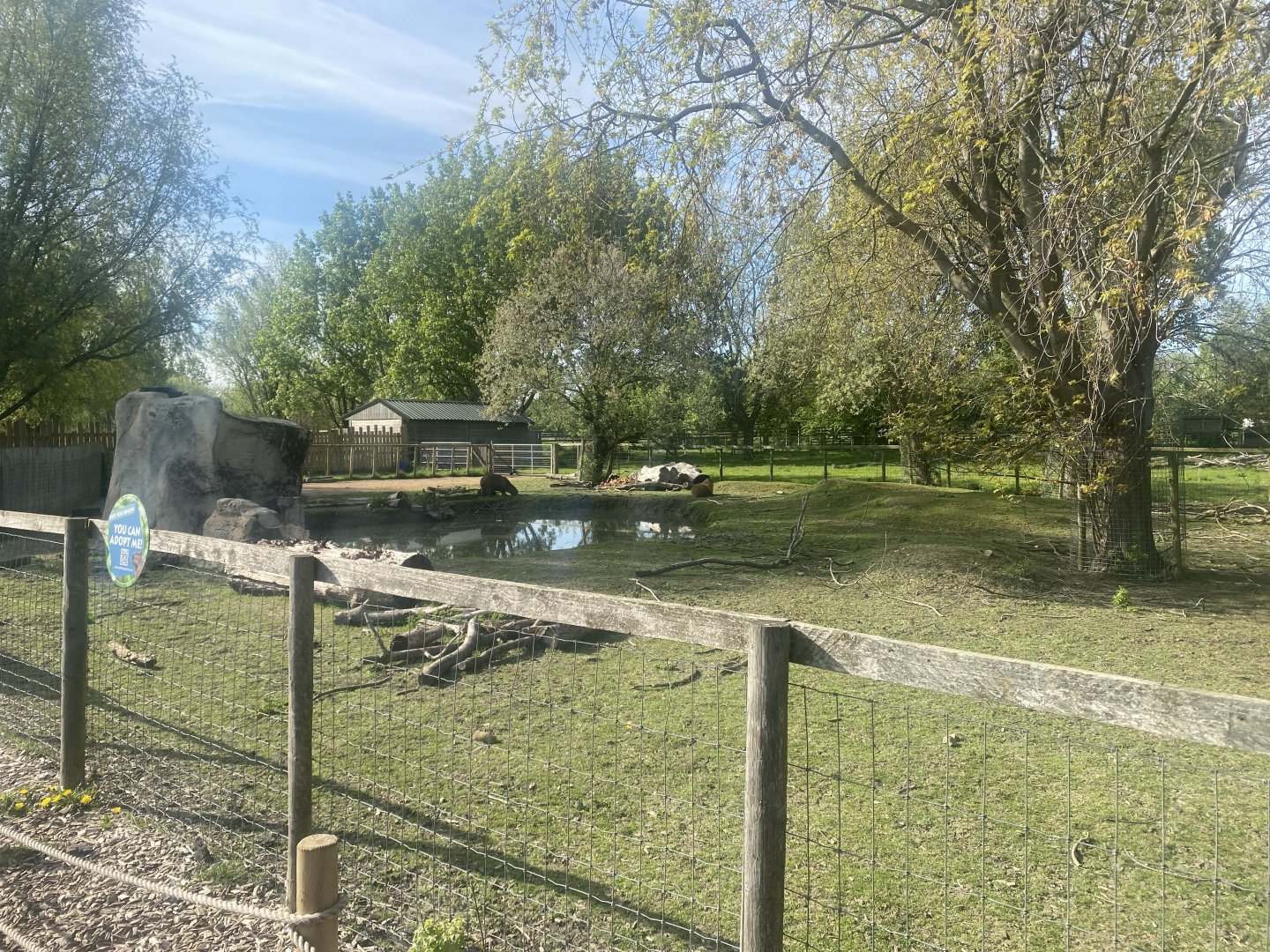 Capybara enclosure 280425