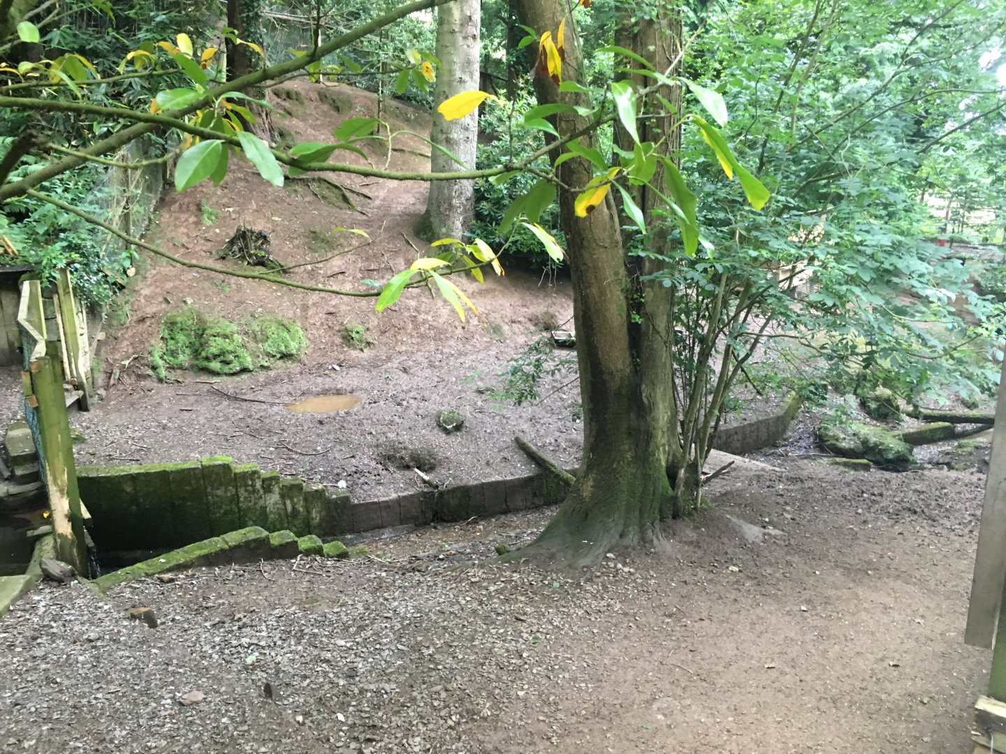 Capybara enclosure 300617