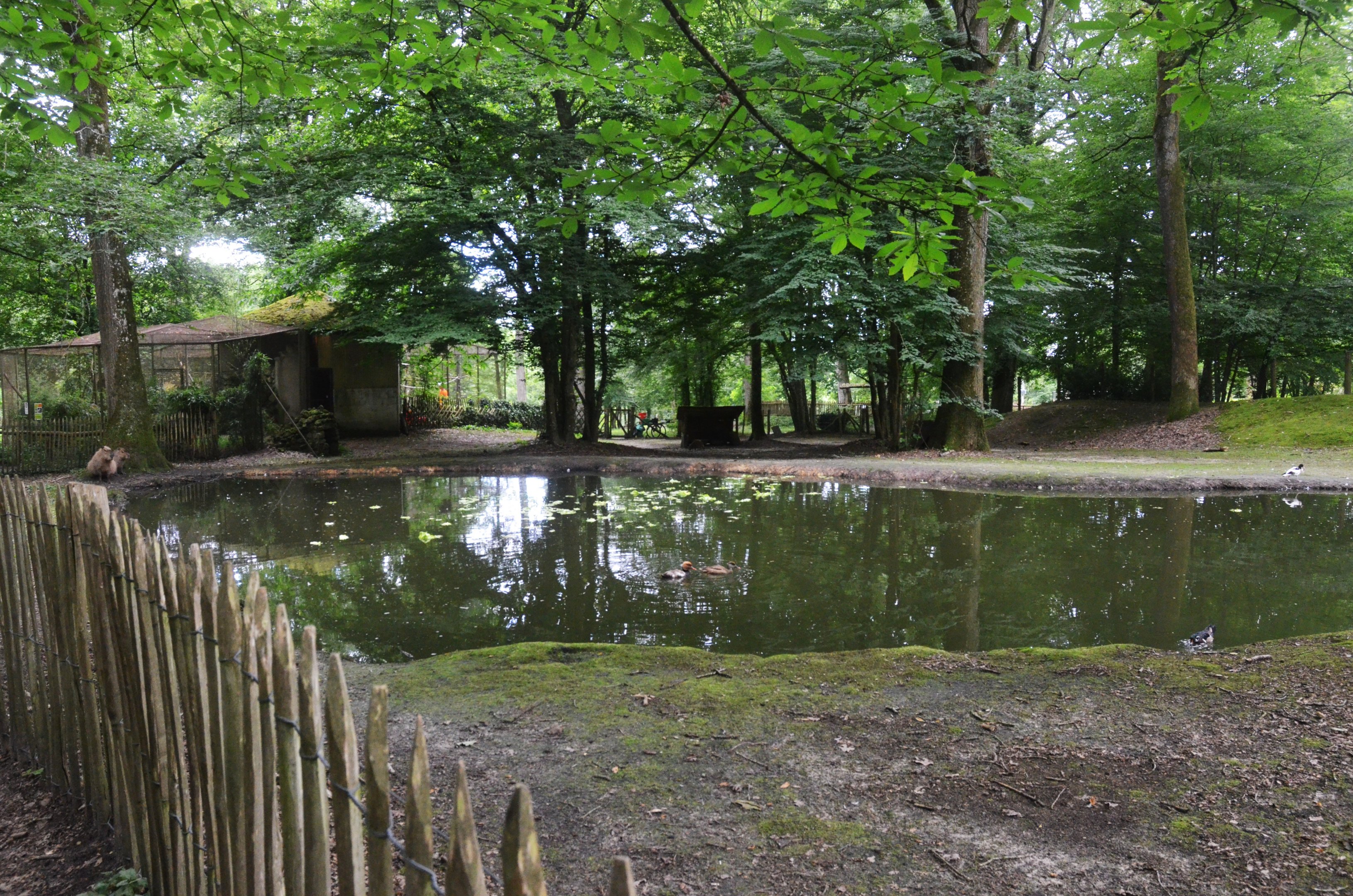 Capybara Enclosure at Pescheray, 13/06/18