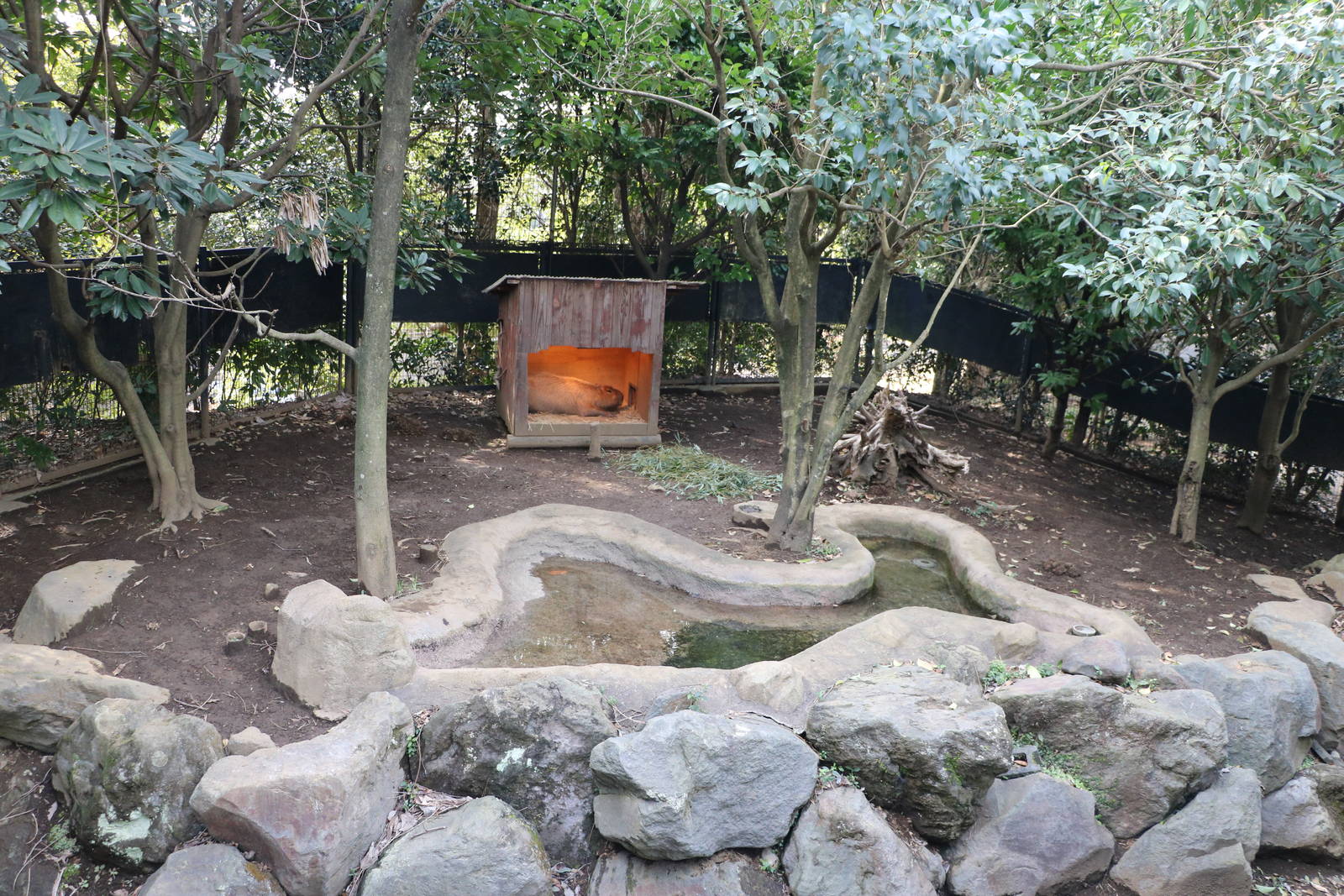 Capybara enclosure, February 2016