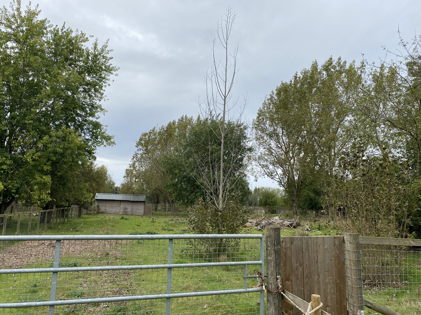 Capybara enclosure, second part, All things Wild, UK