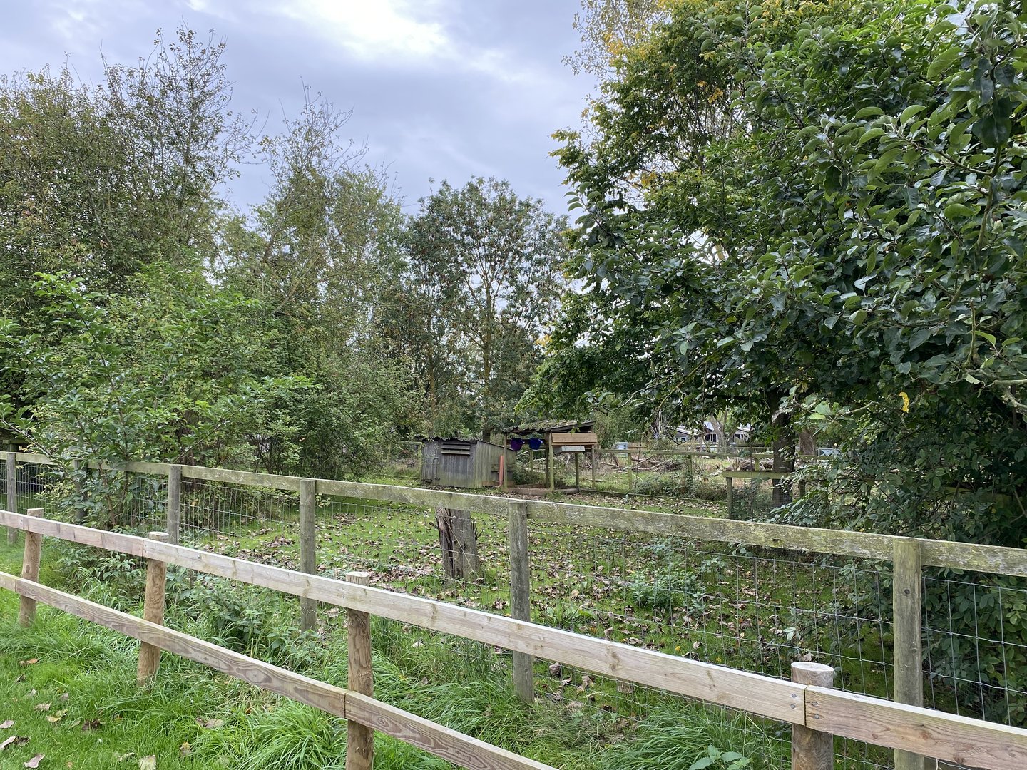 Capybara enclosure, third part, All things Wild, UK