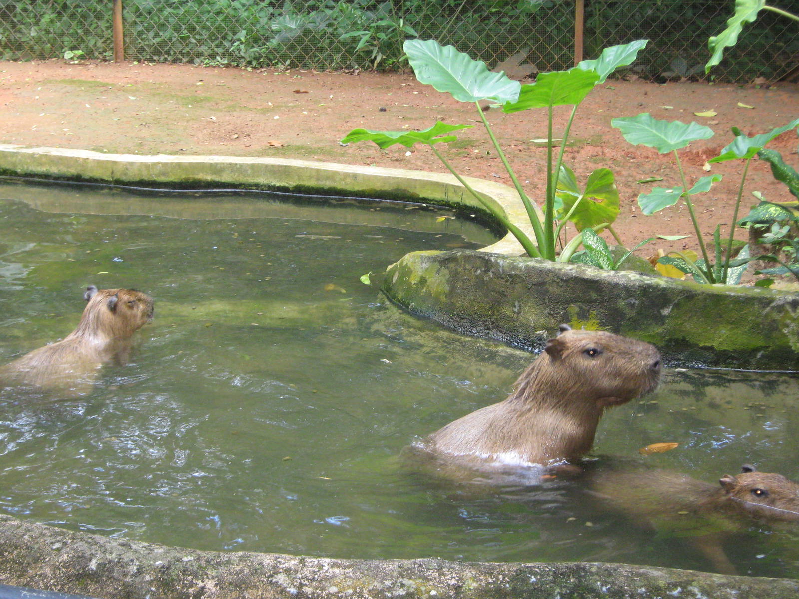 capybara enclosure