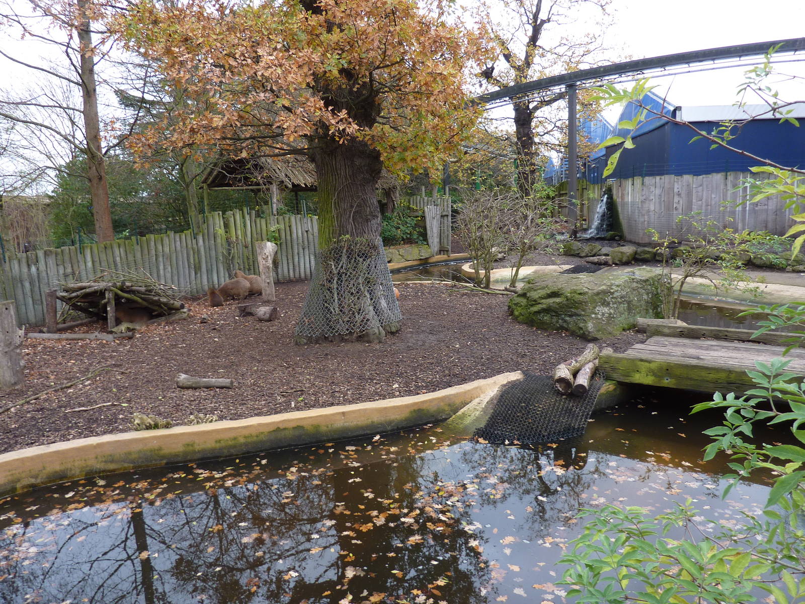 Capybara enclosure