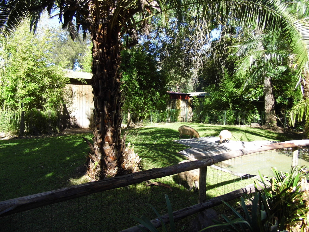 Capybara enclosure