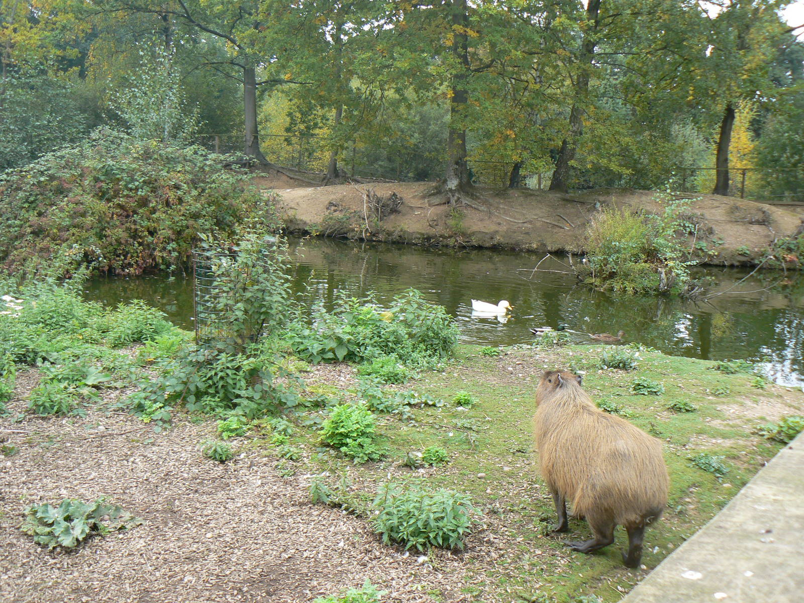 Capybara Enclosure