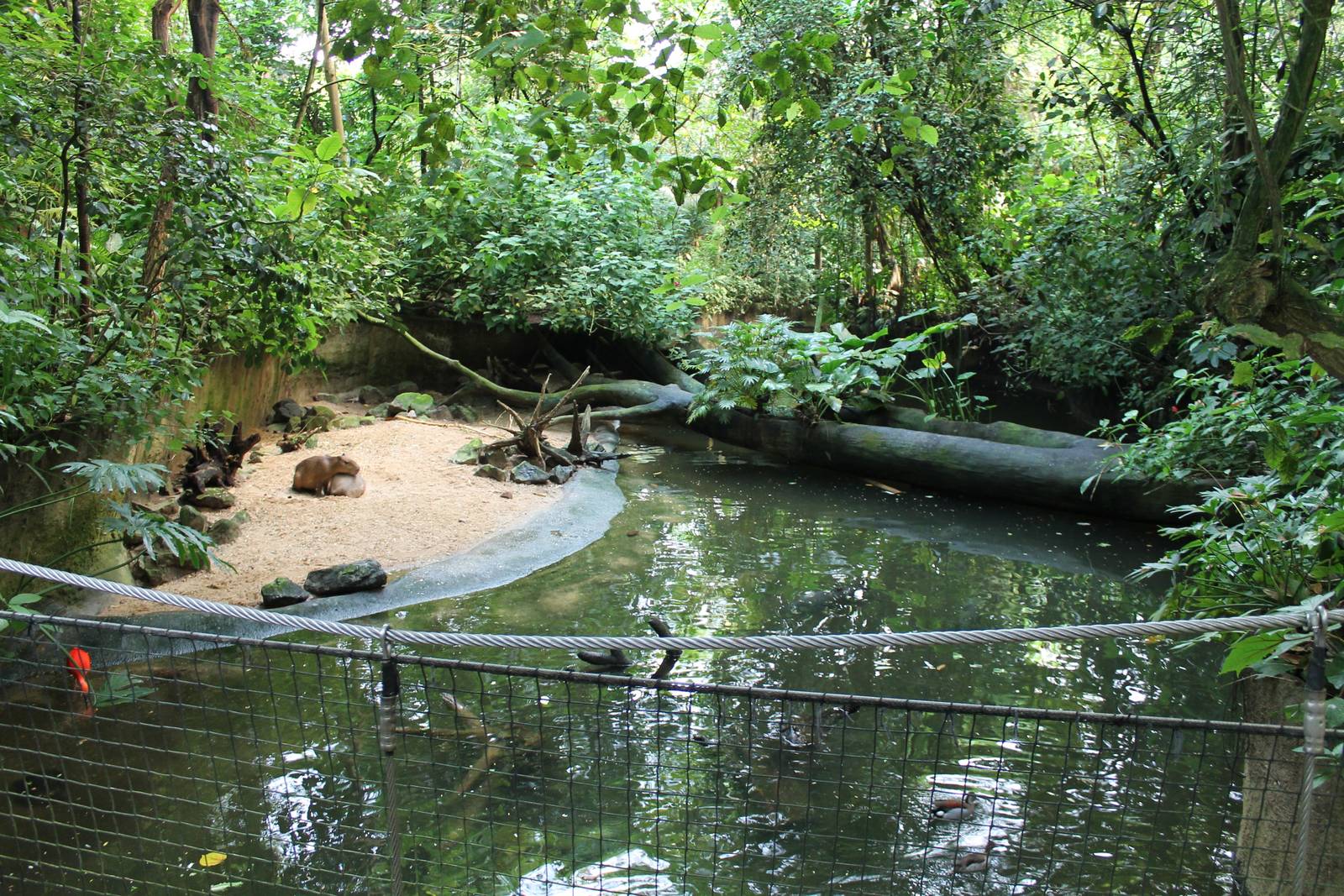 Capybara enclosure