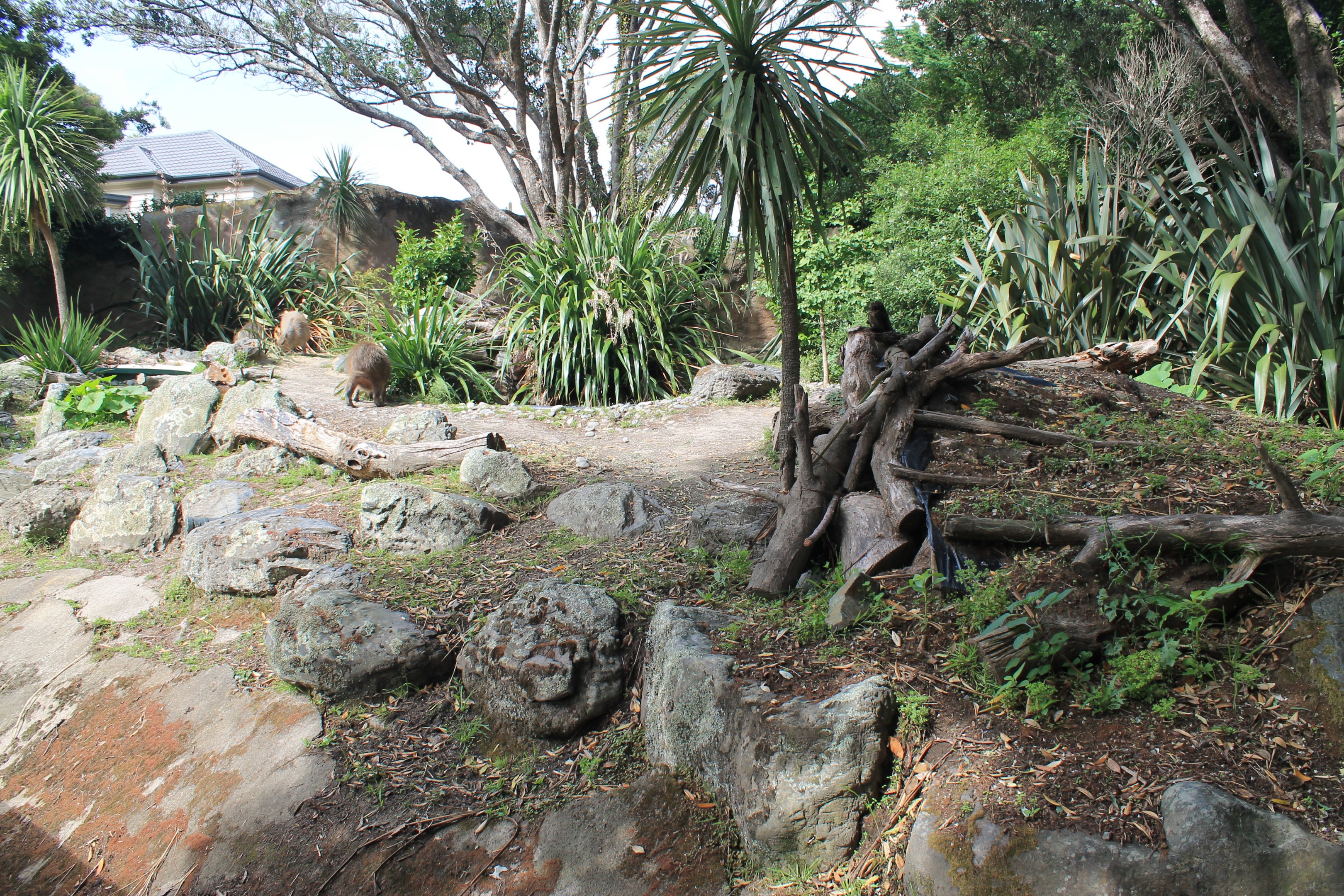 Capybara enclosure