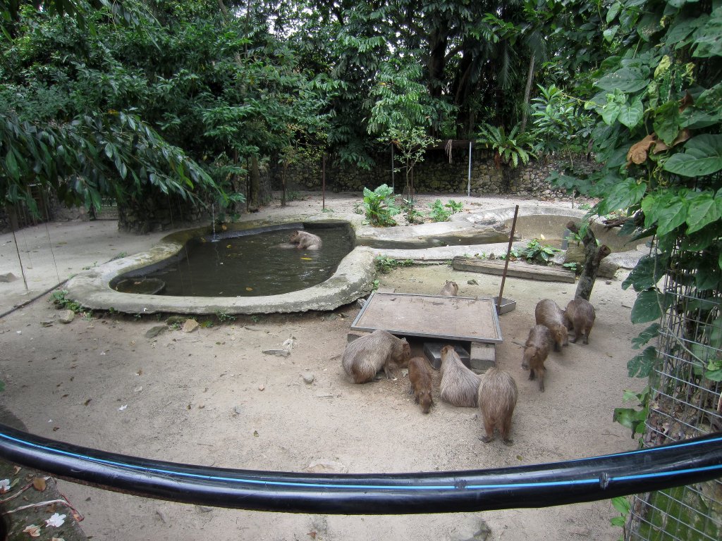 Capybara enclosure