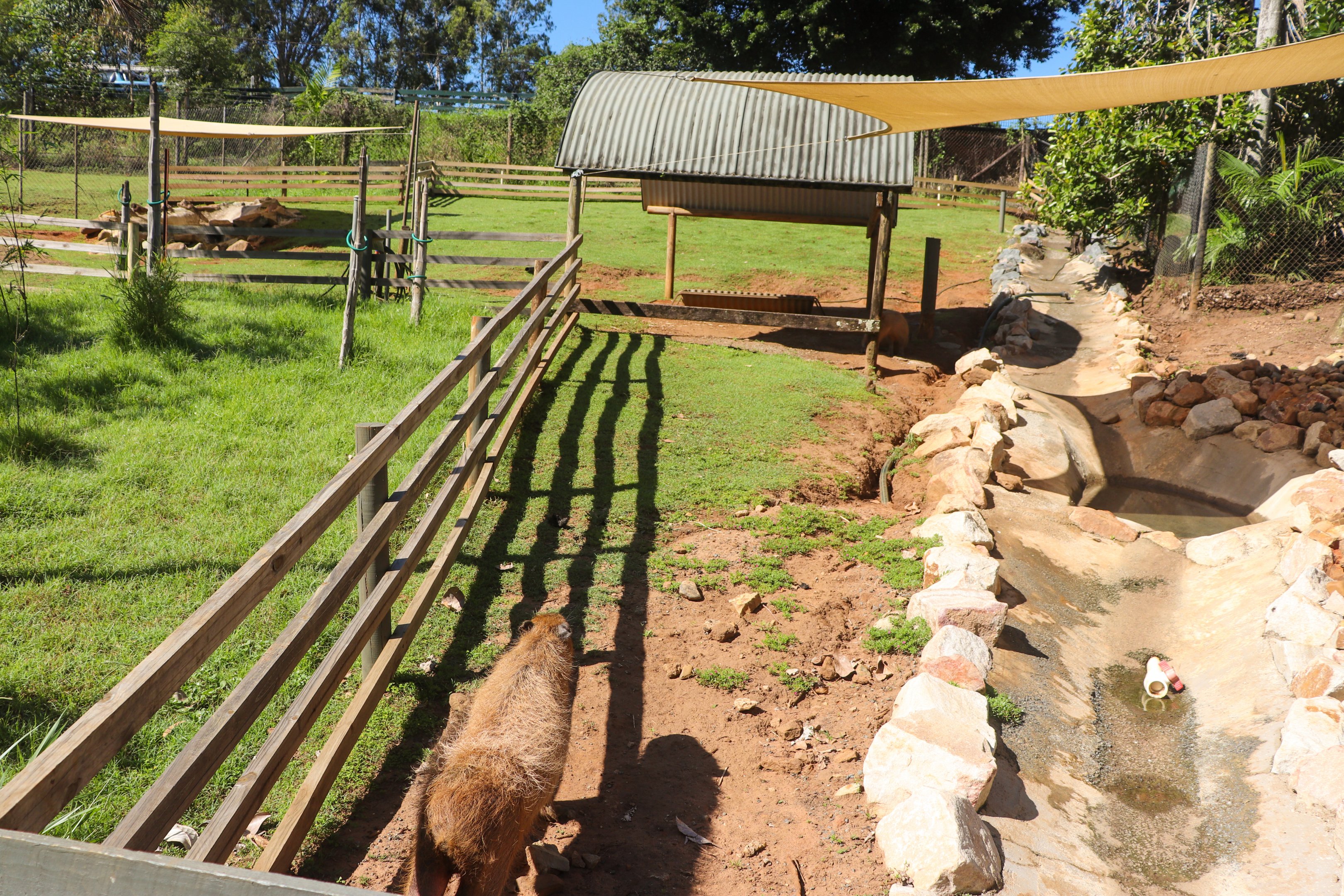 Capybara Enclosure