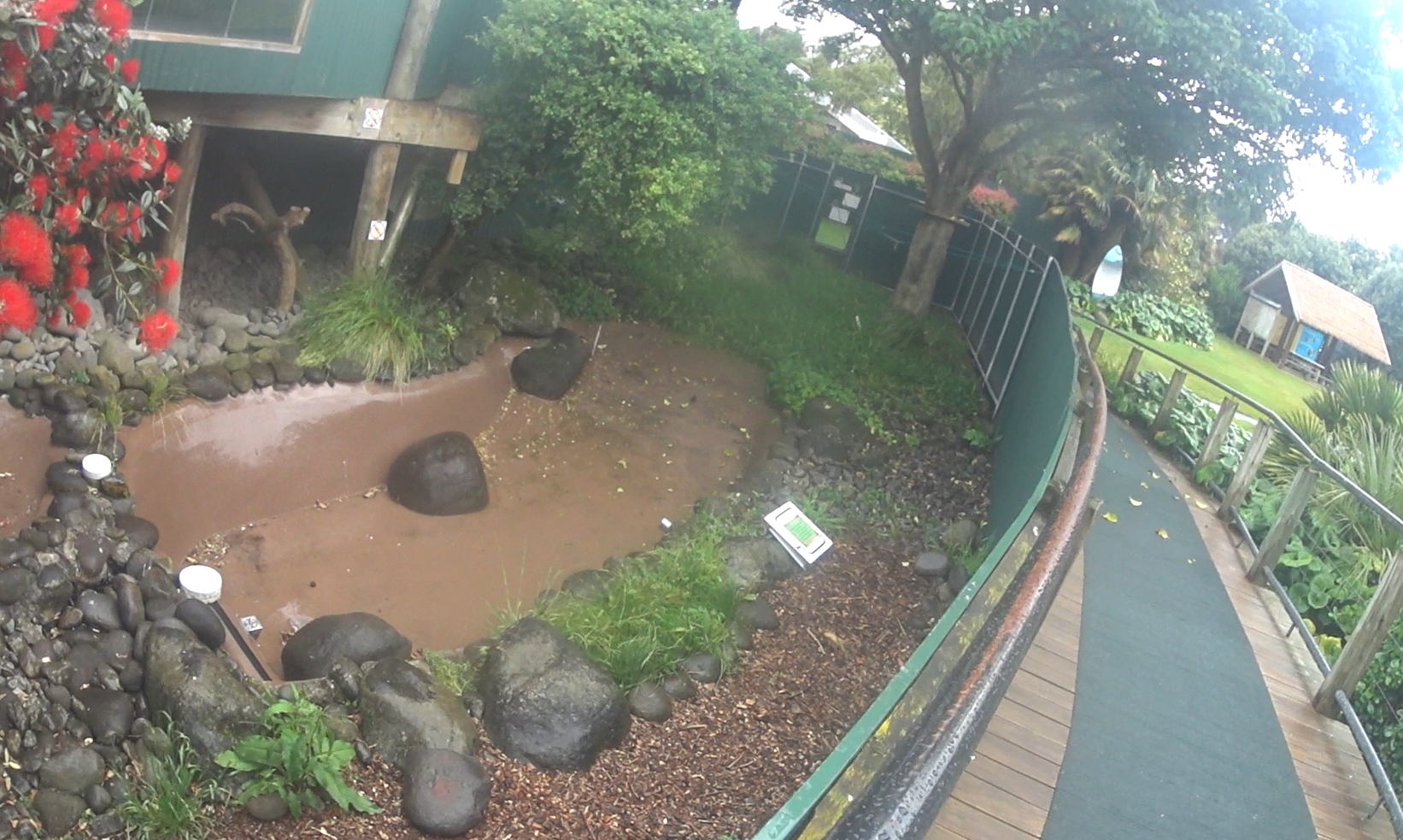 Capybara Enclosure
