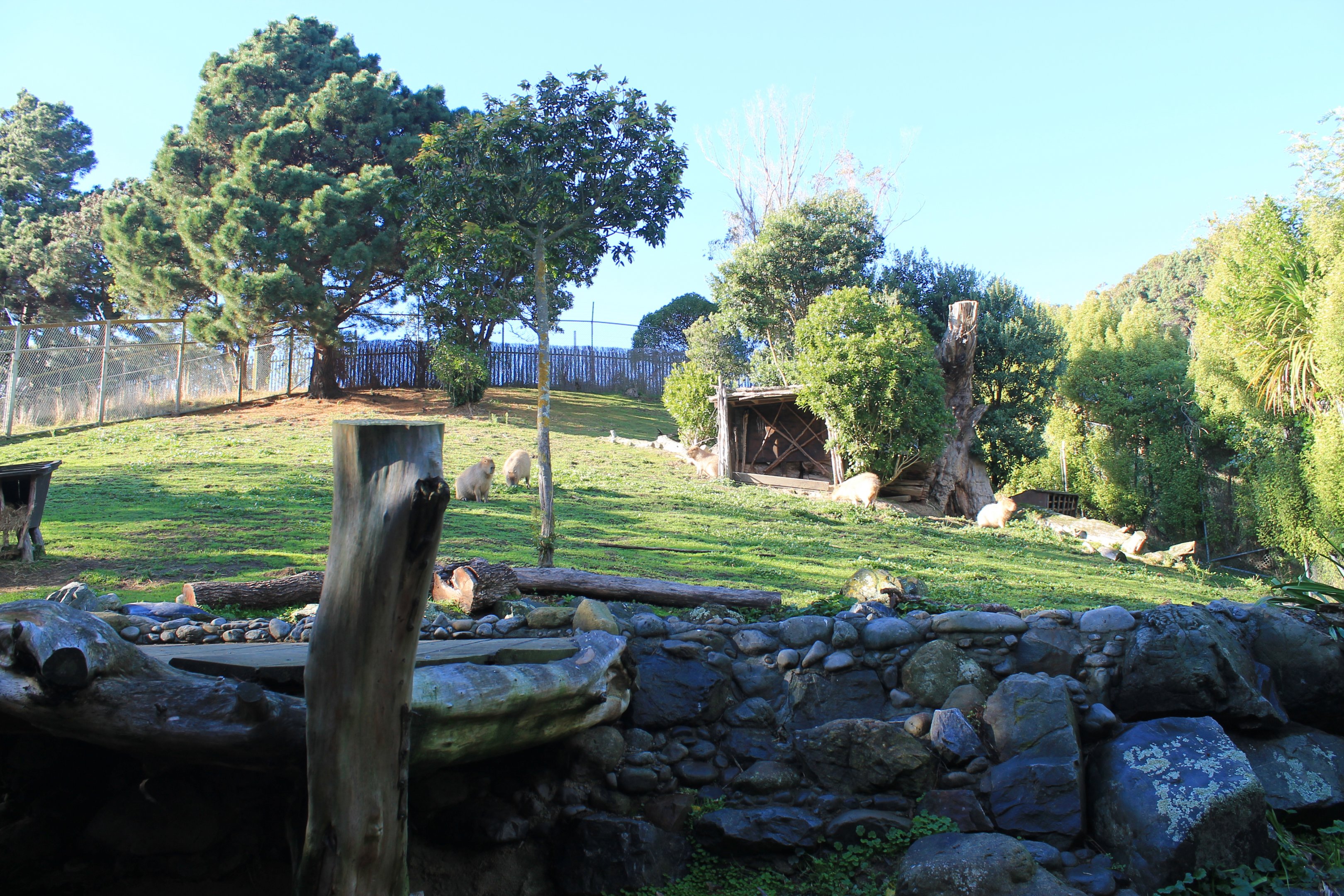 Capybara enclosure