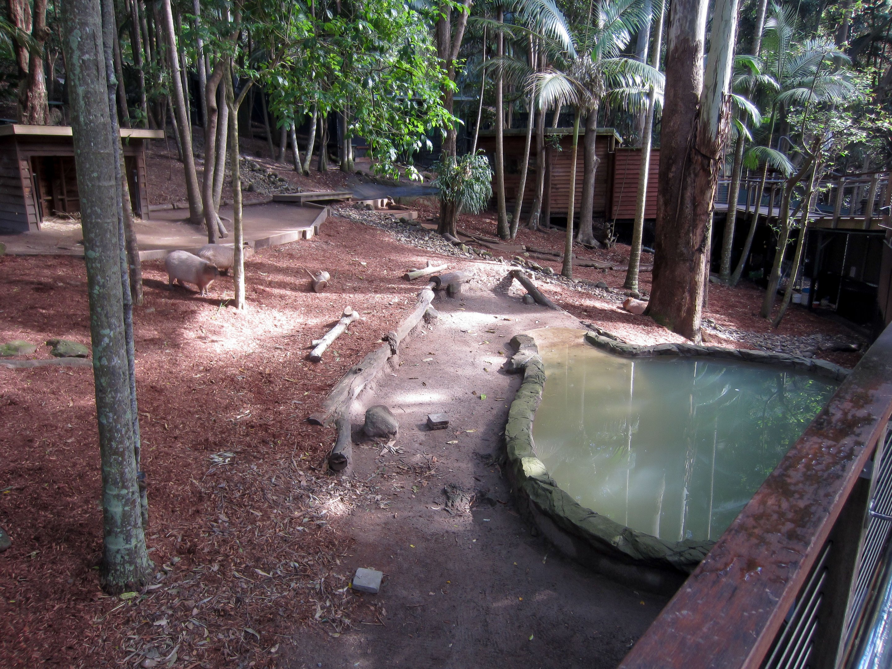 Capybara enclosure
