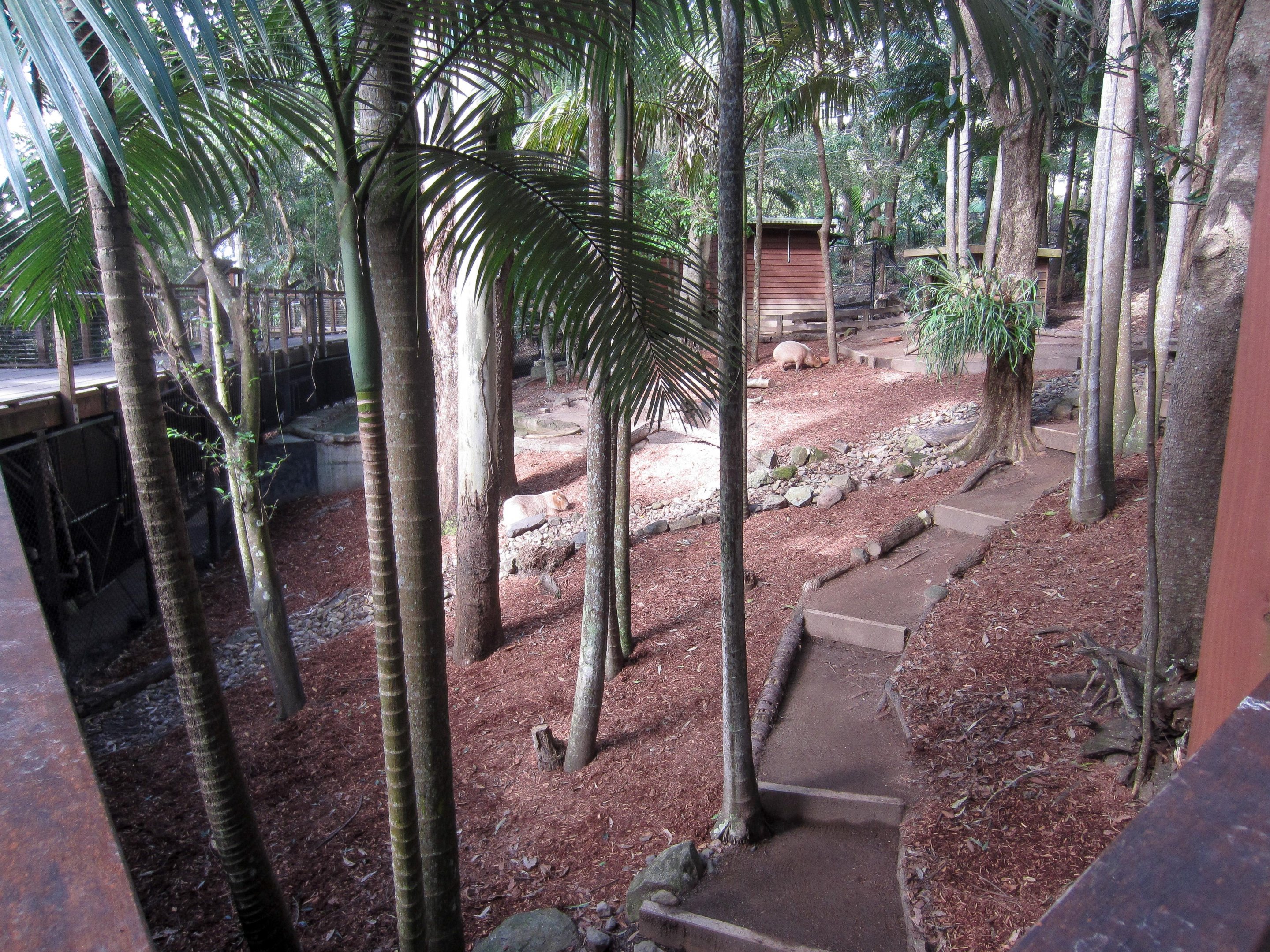 Capybara enclosure
