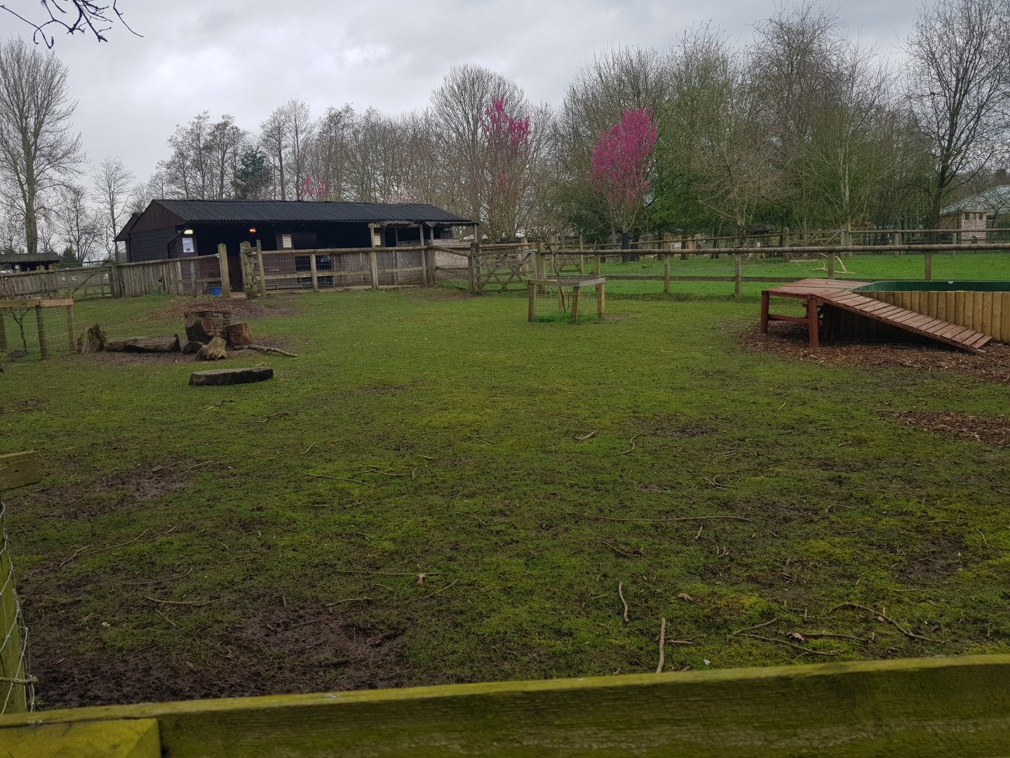 Capybara Enclosure