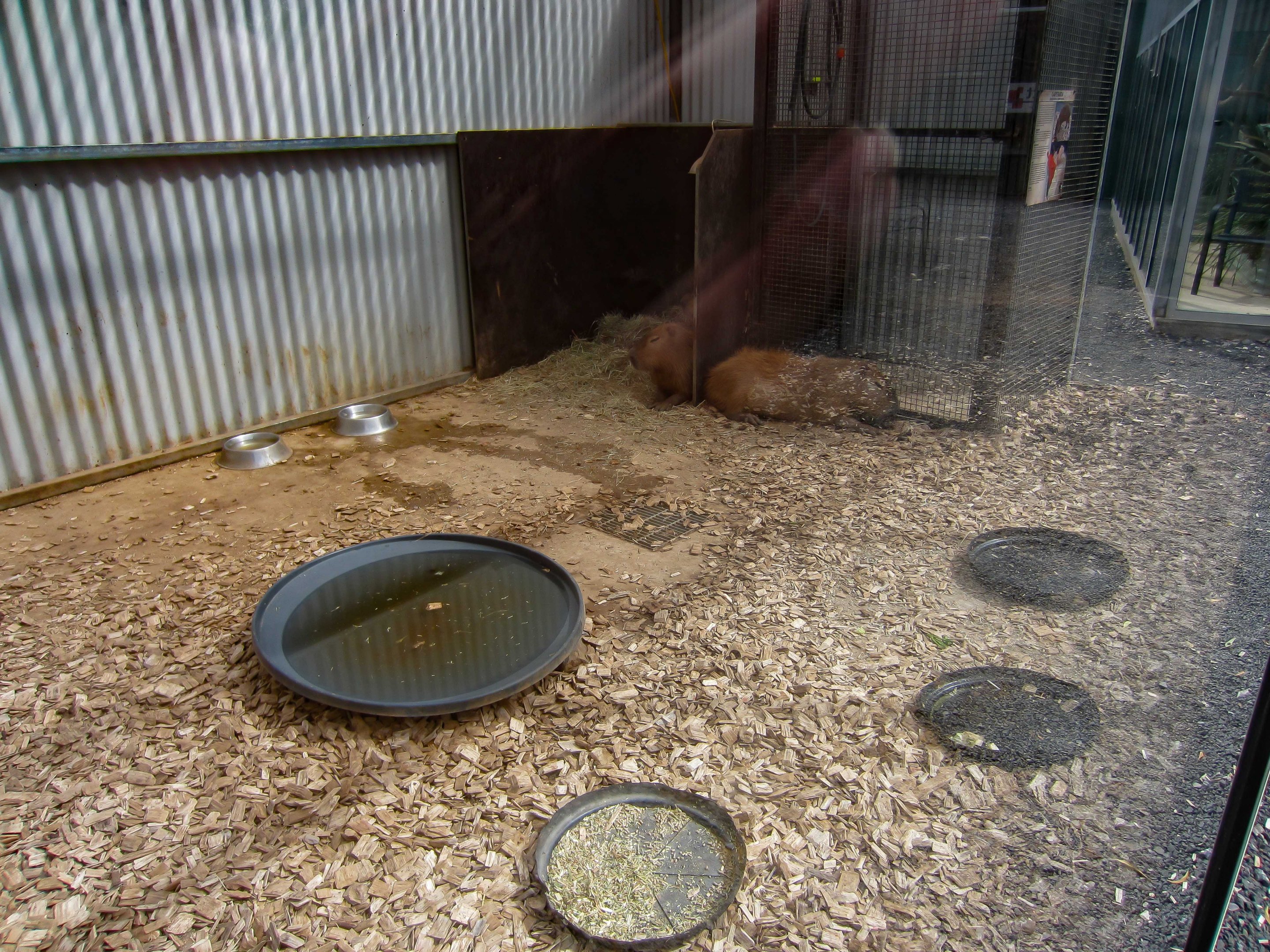 Capybara enclosure