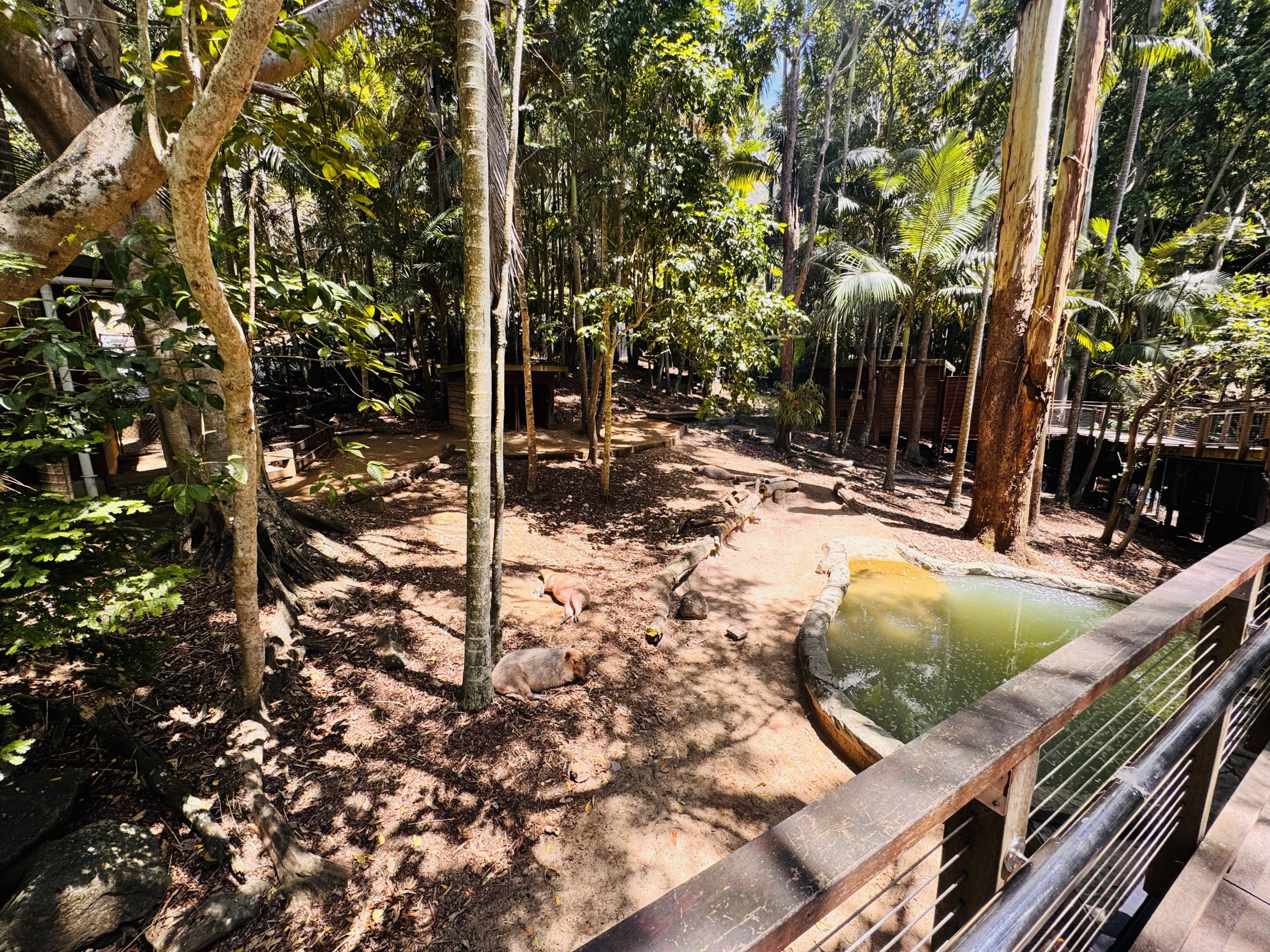 Capybara enclosure