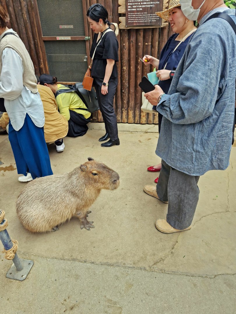 Capybara encounter