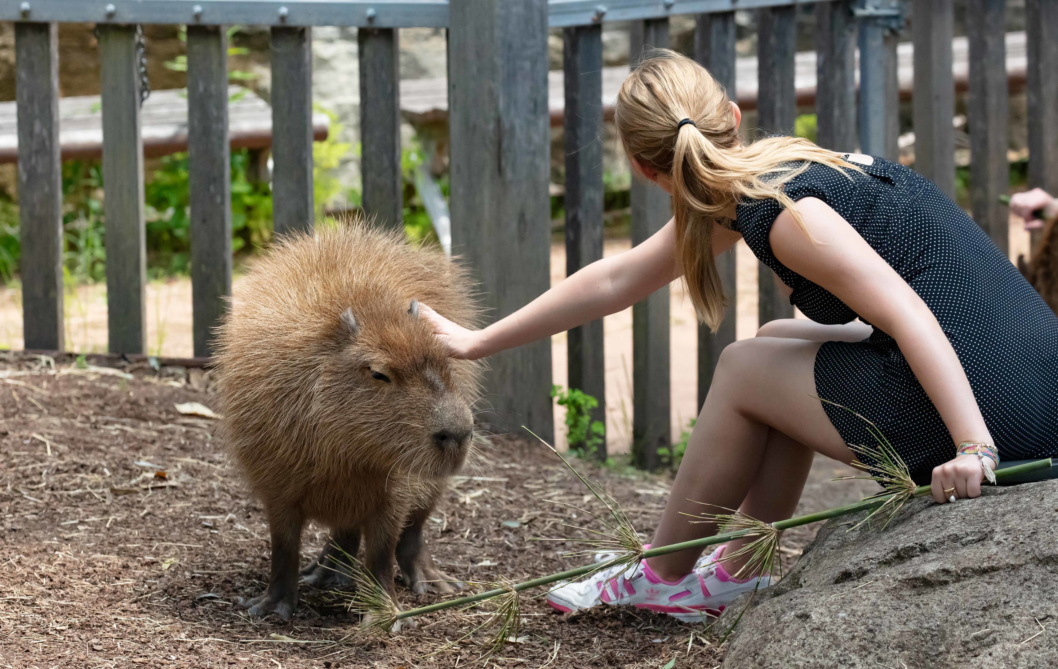 Capybara Encounters