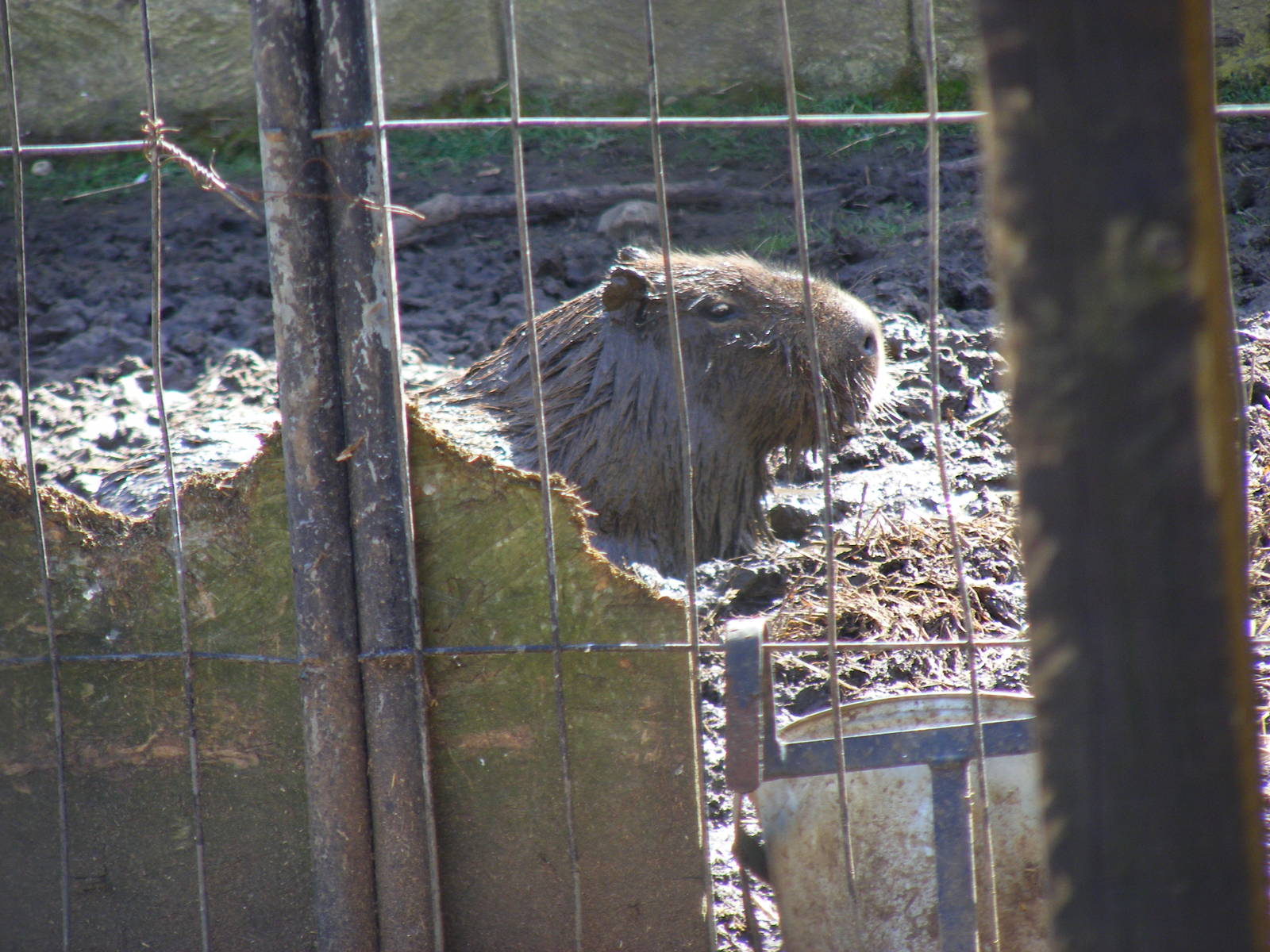 Capybara enjoying the mud at Amazon World, 5 April 2010