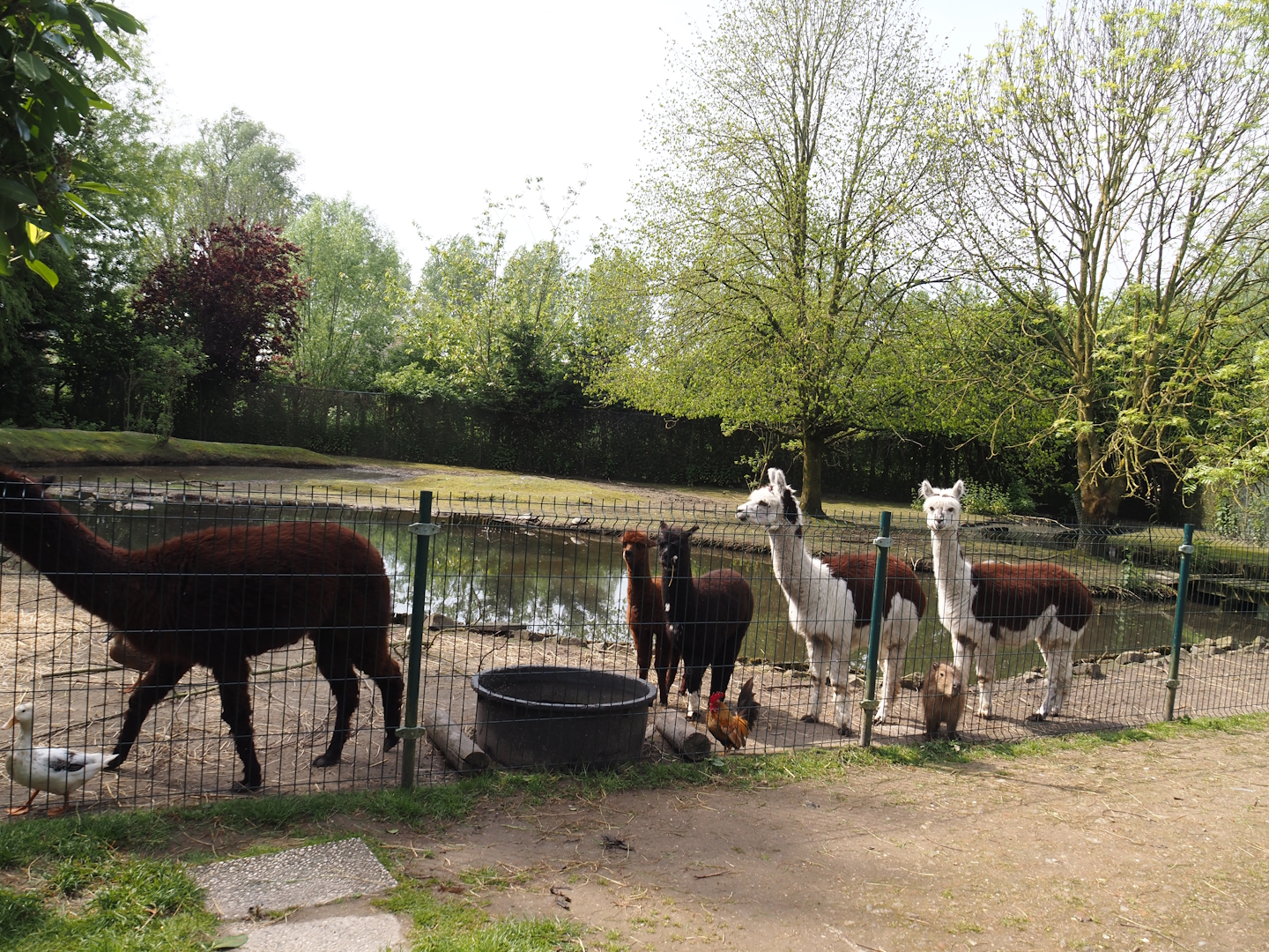 Capybara, European white stork, Alpaca, Domestic chicken, Domestic duck and Pond slider exhibit, 2024-05-11