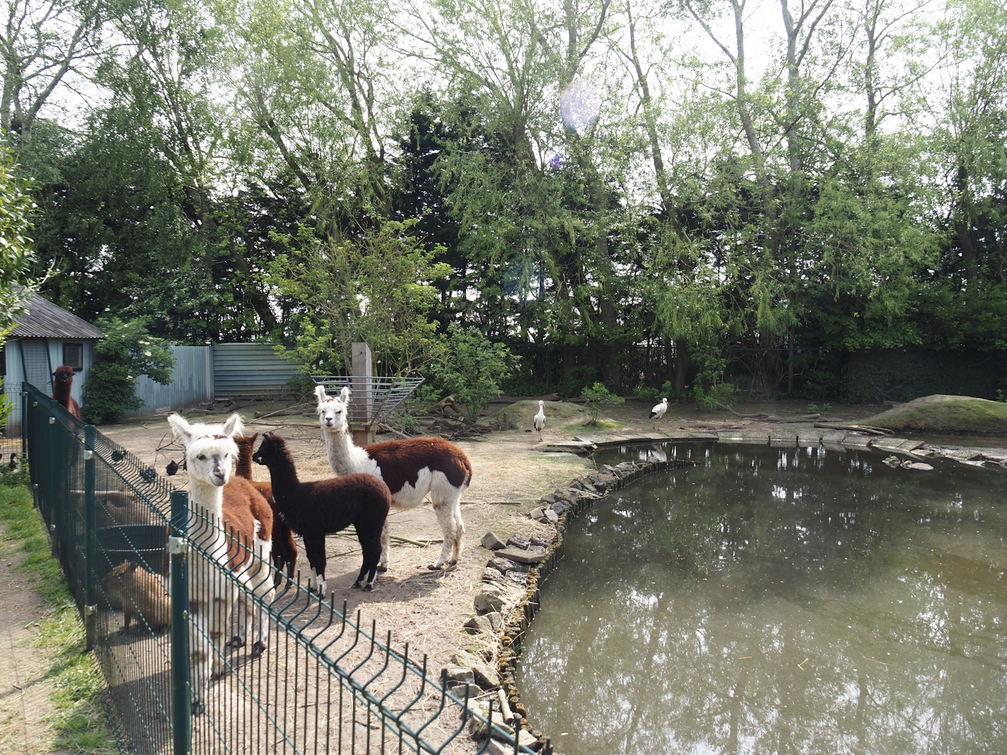 Capybara, European white stork, Alpaca, Domestic chicken, Domestic duck and Pond slider exhibit, 2024-05-11