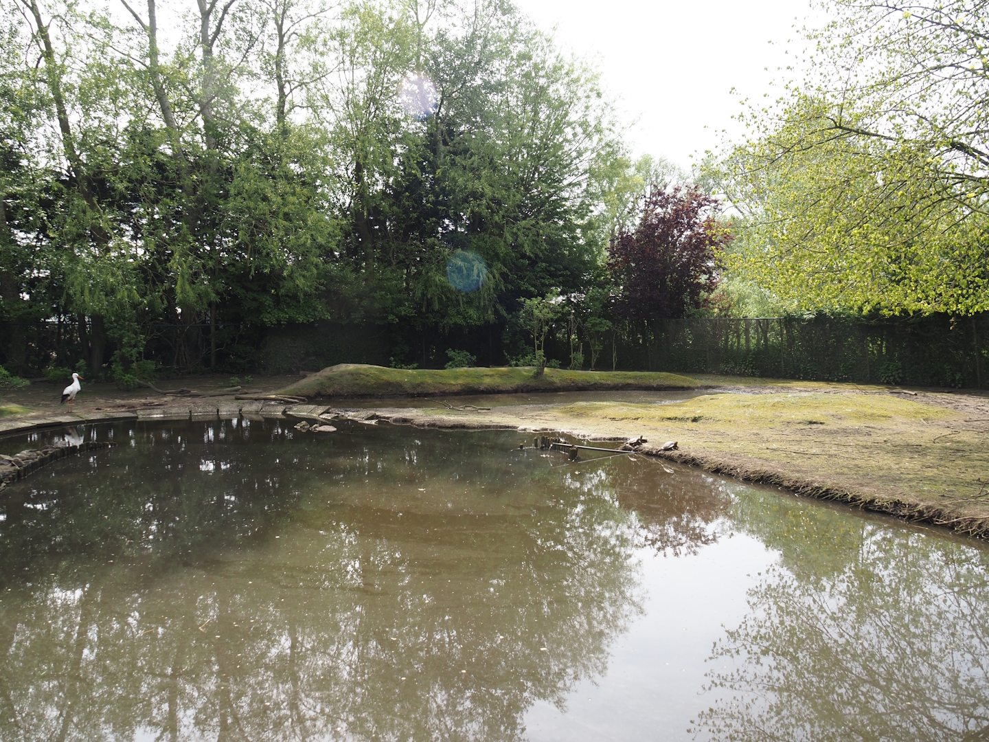 Capybara, European white stork, Alpaca, Domestic chicken, Domestic duck and Pond slider exhibit, 2024-05-11