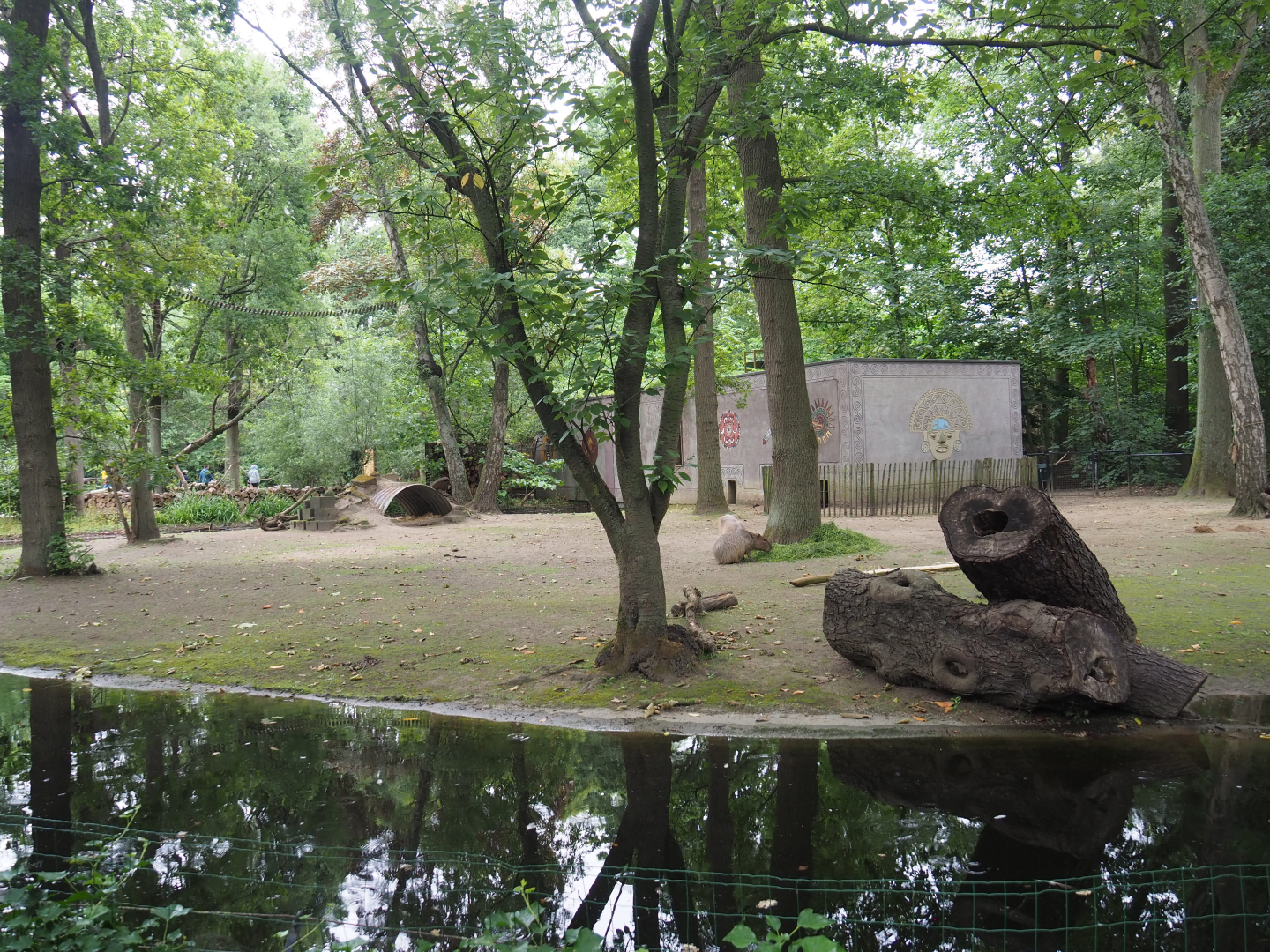 Capybara exhibit, 2020-07-14