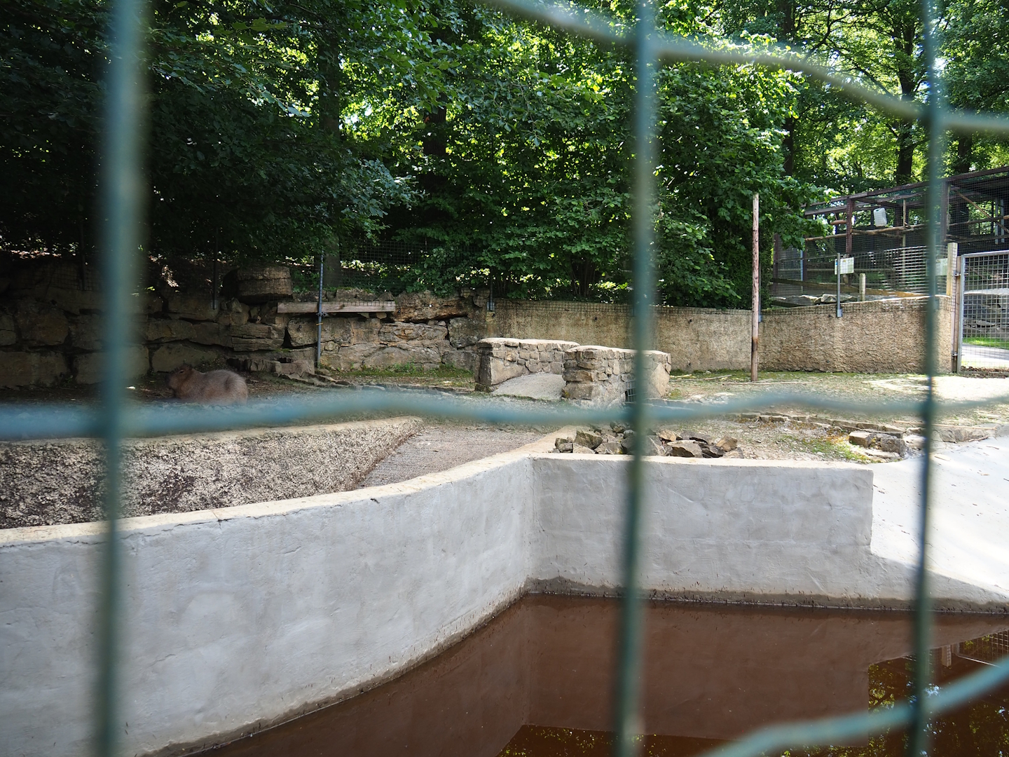 Capybara exhibit, 2023-06-24