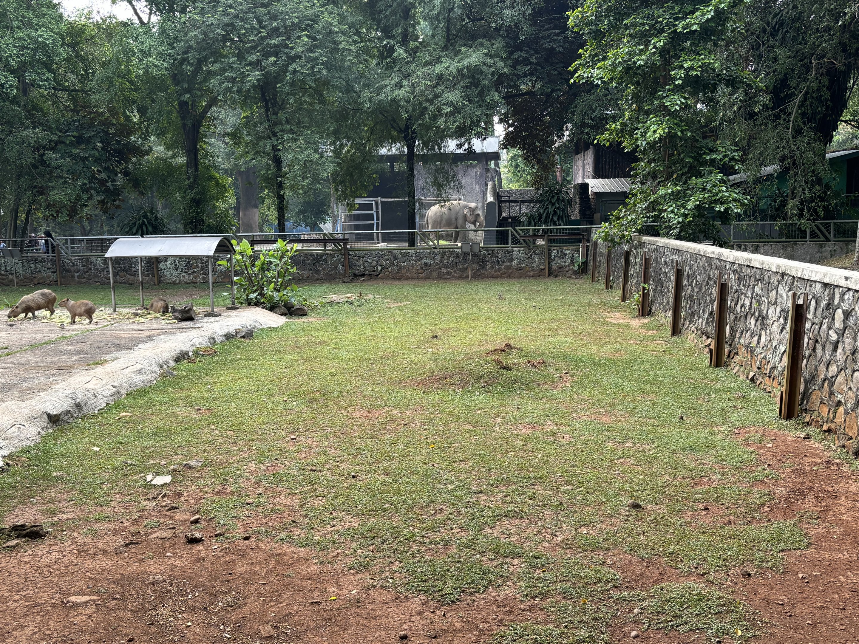 Capybara Exhibit #5 - former Sumatran Rhino exhibit