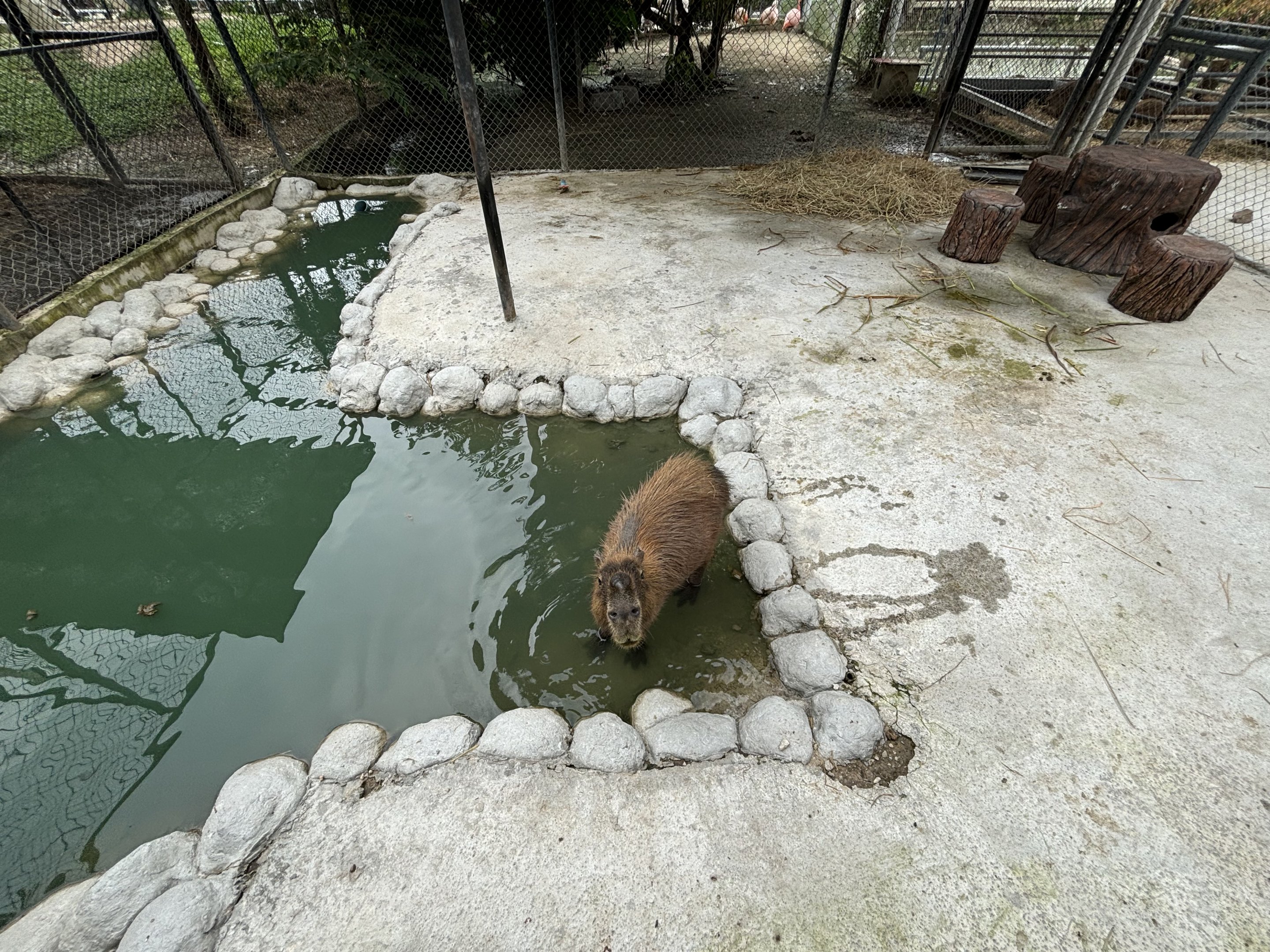 Capybara Exhibit - Lanna Mini Zoo