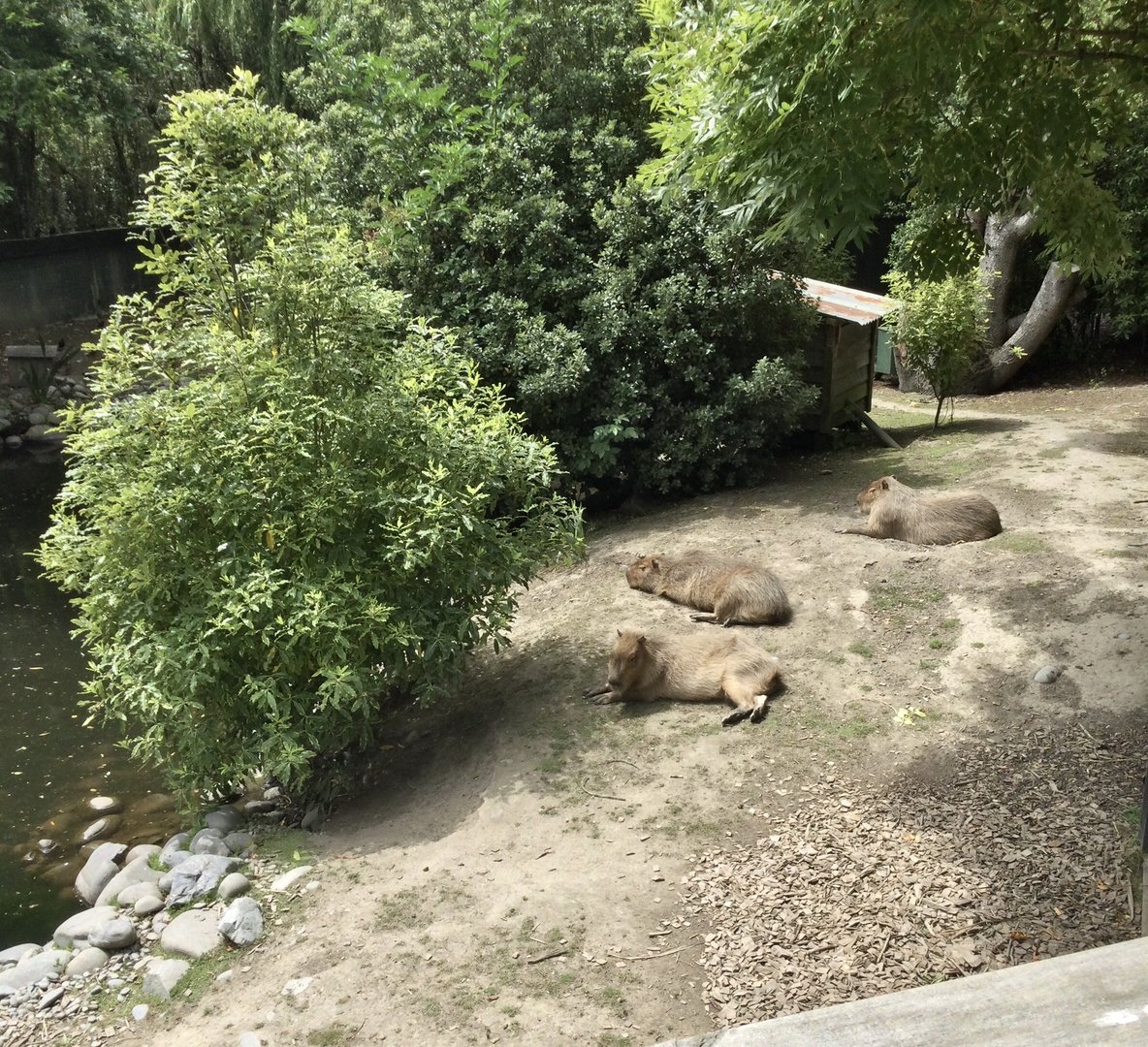 Capybara Exhibit (Large)