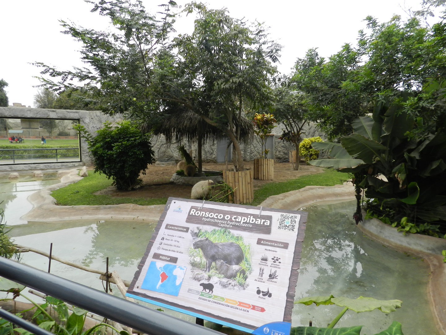 Capybara exhibit - Parque de Las Leyendas