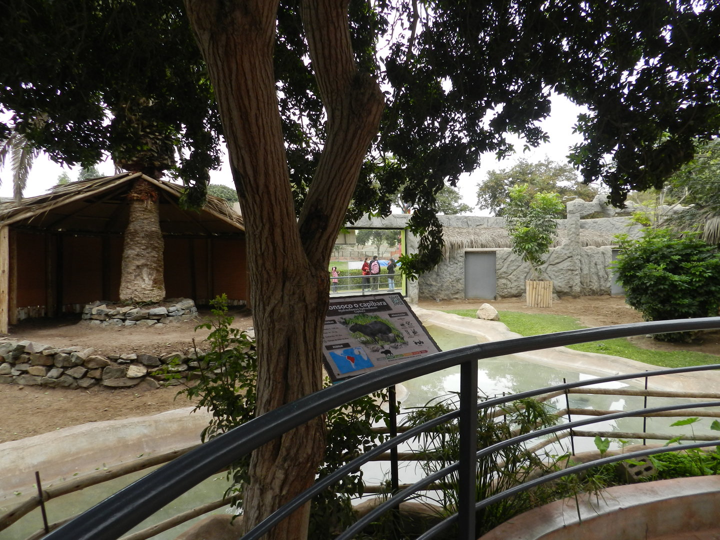 Capybara exhibit - Parque de Las Leyendas