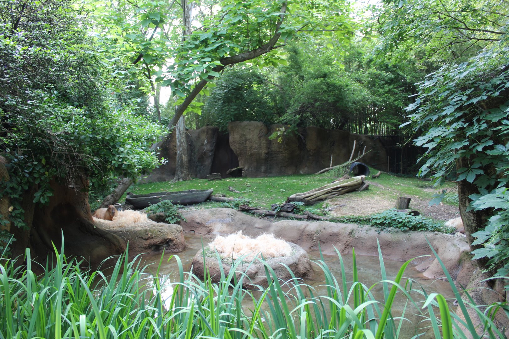 Capybara Exhibit - Rivers Edge